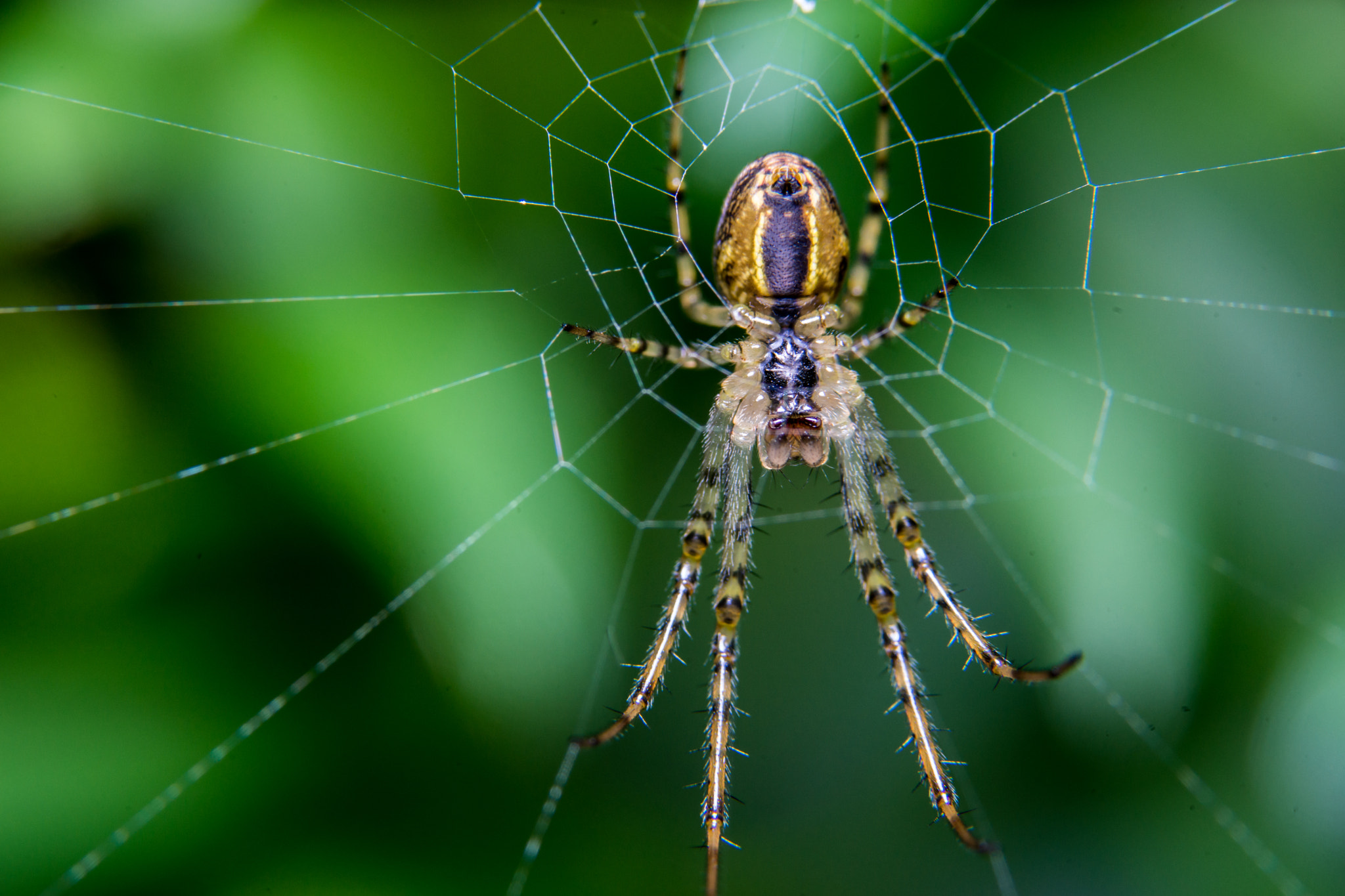 Sony a99 II + 90mm F2.8 Macro SSM sample photo. Spider photography