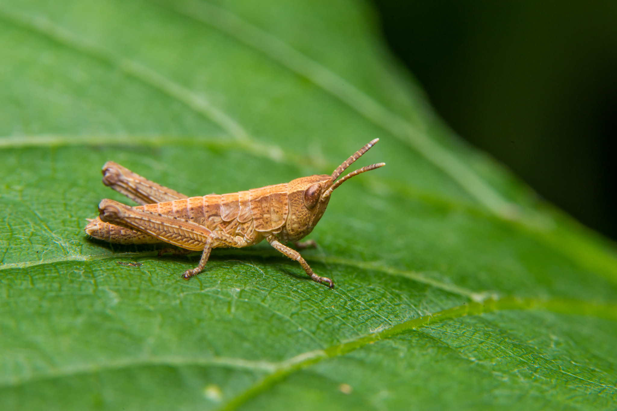 Sony a99 II + 90mm F2.8 Macro SSM sample photo. Grasshopper photography