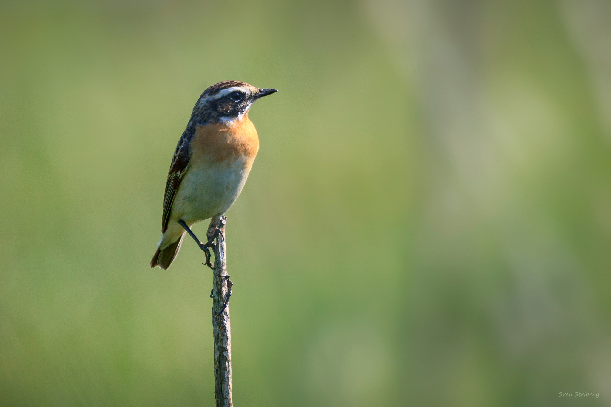 Canon EF 100-400mm F4.5-5.6L IS USM sample photo. Braunkehlchen photography