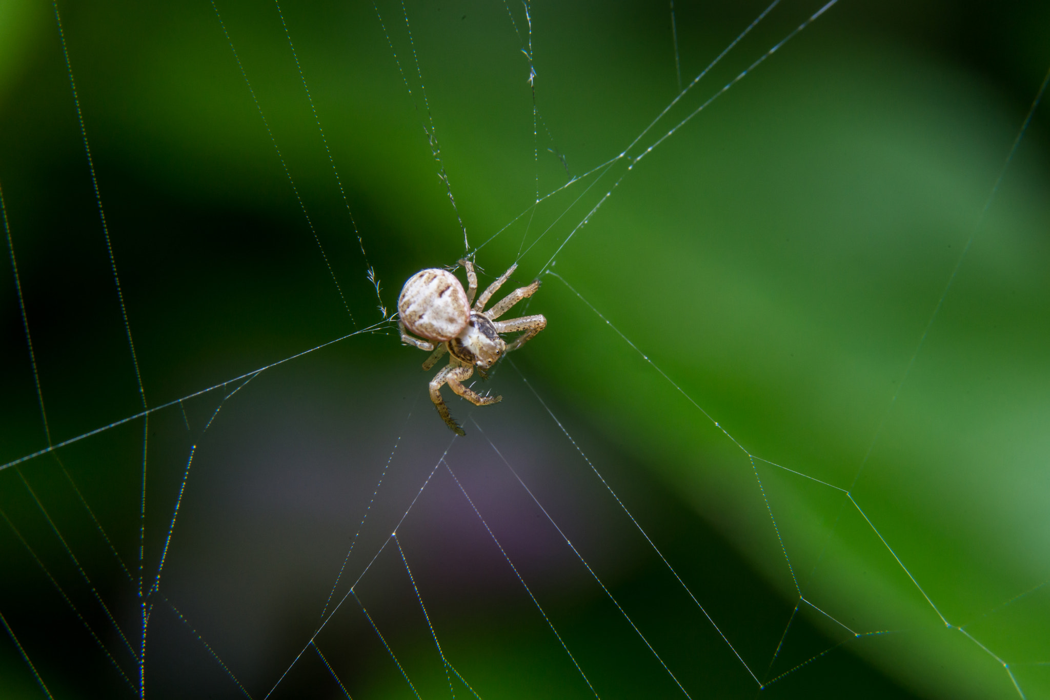 Sony a99 II + 90mm F2.8 Macro SSM sample photo. Spider photography