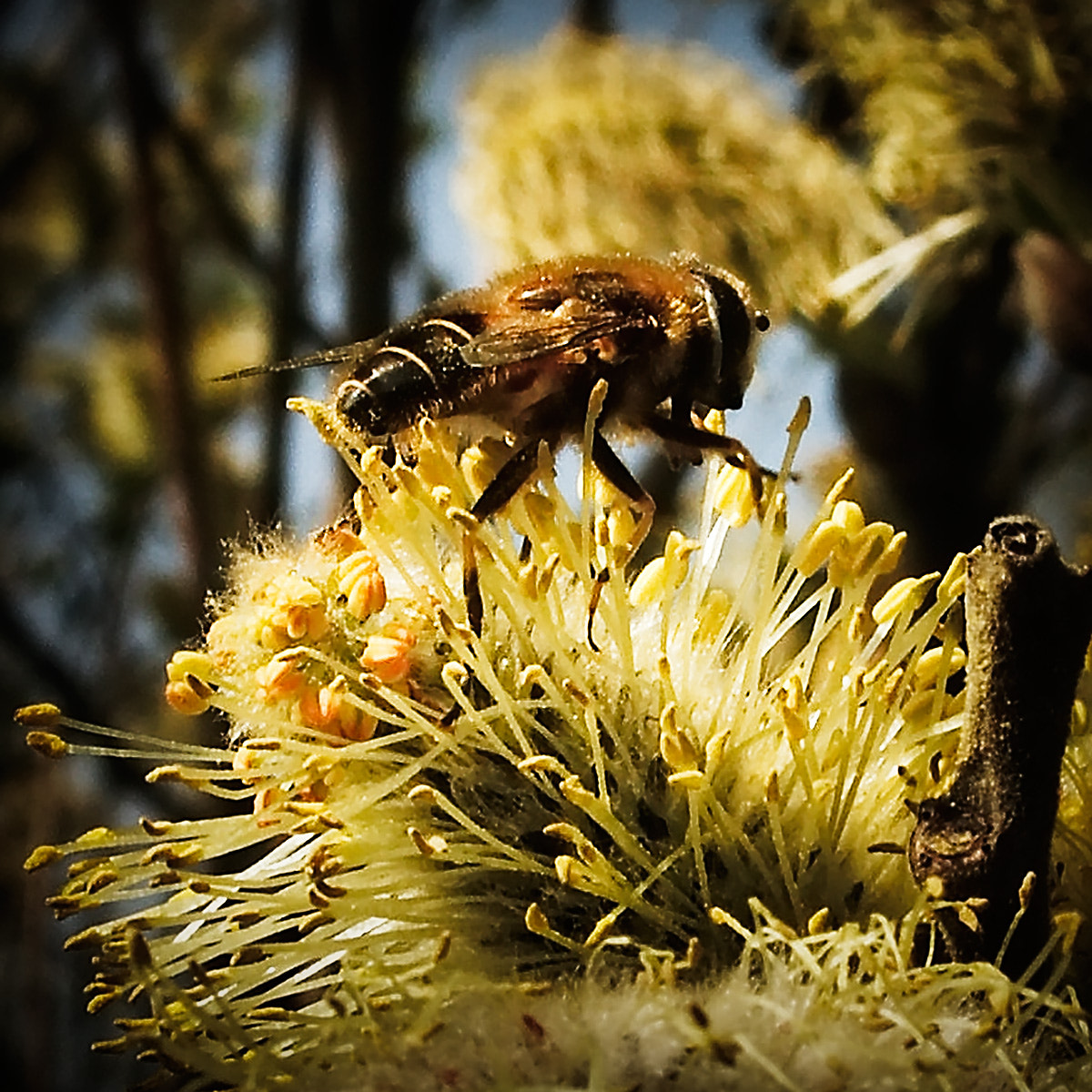 KONICA MINOLTA DiMAGE Z5 sample photo. Bee photography