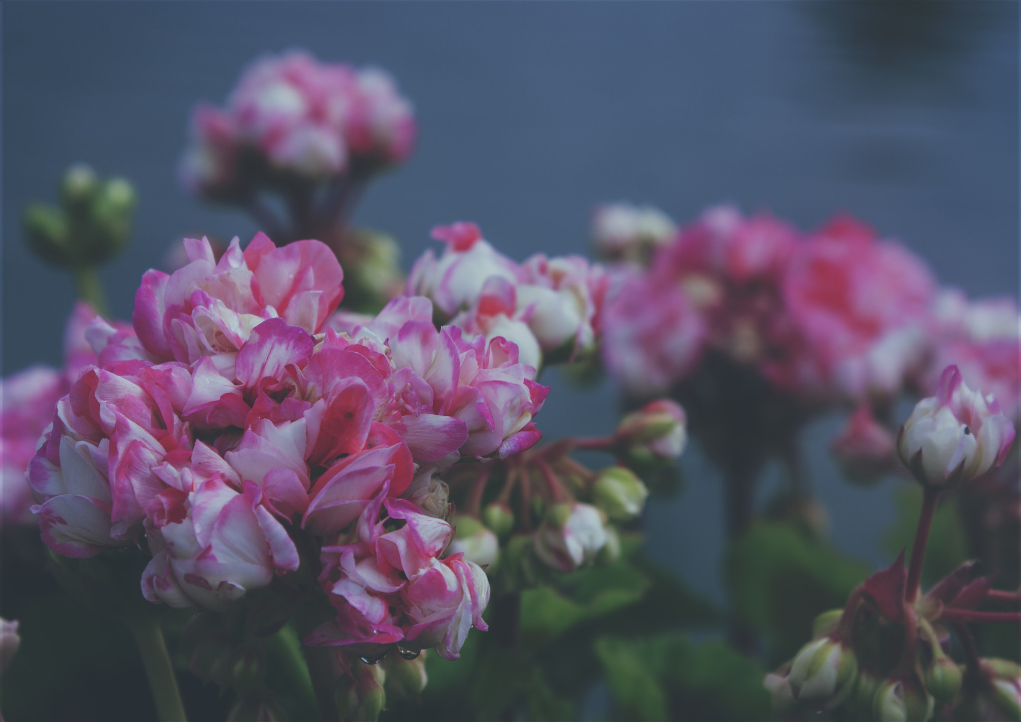 Canon EF 28-105mm f/3.5-4.5 USM sample photo. Beauty nature photography