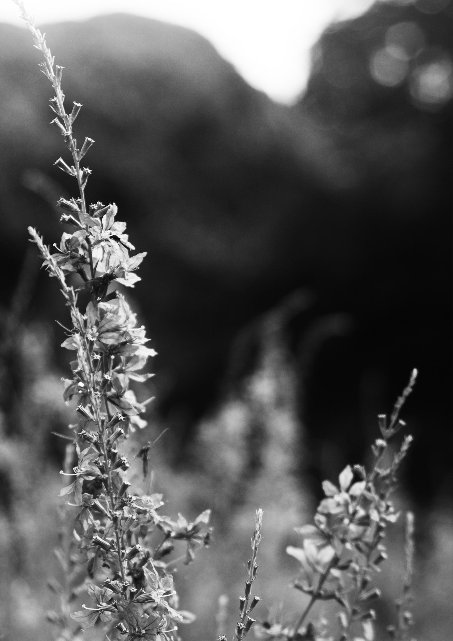 Canon EF 28-105mm f/3.5-4.5 USM sample photo. Beauty nature photography