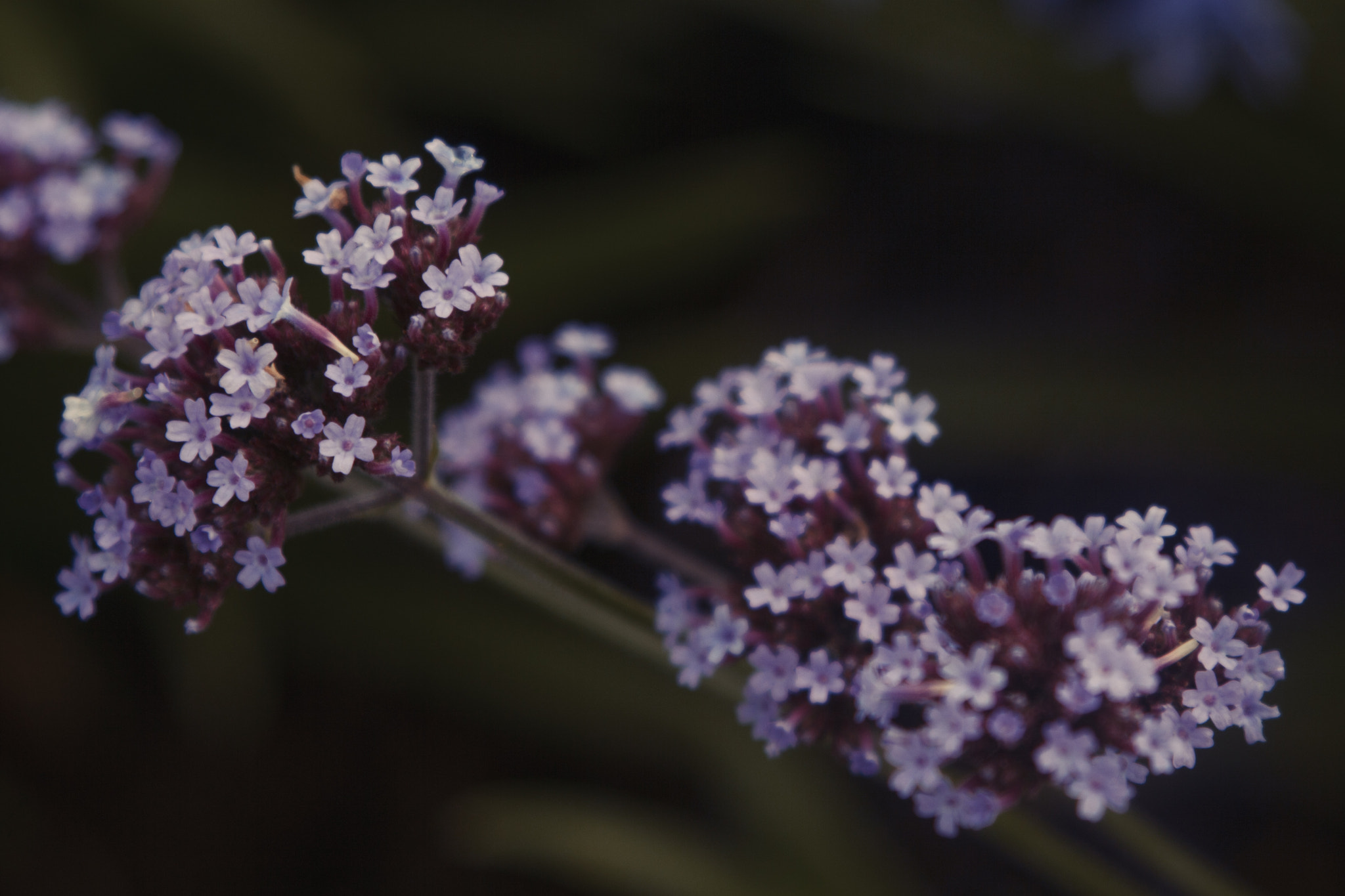 Canon EF 28-105mm f/3.5-4.5 USM sample photo. Beauty nature photography