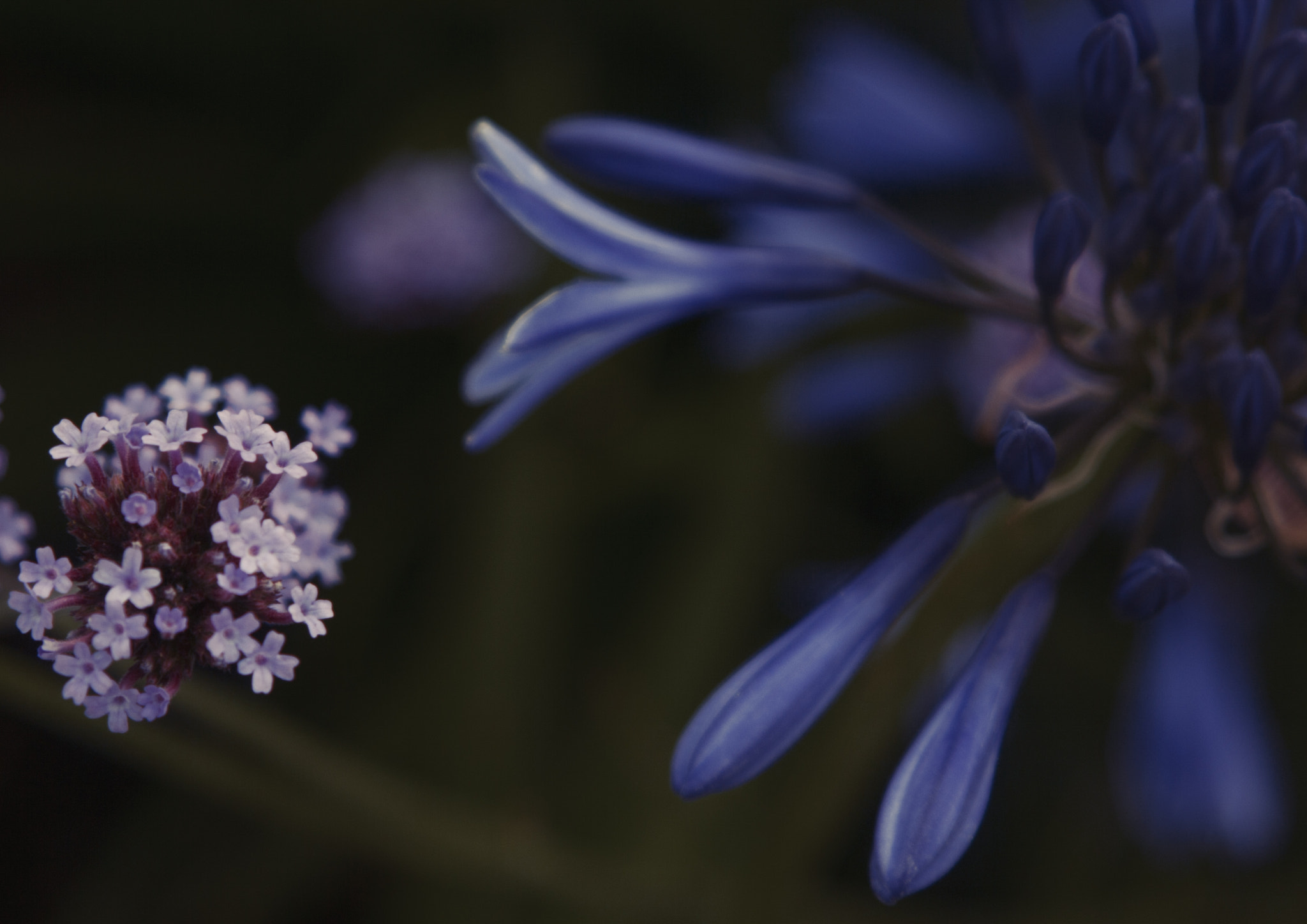 Canon EF 28-105mm f/3.5-4.5 USM sample photo. Beauty nature photography