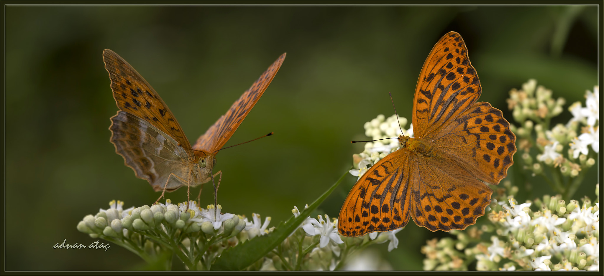 AF Zoom-Micro Nikkor 70-180mm f/4.5-5.6D ED sample photo. Cengaver - argynnis paphia - silver washed fritillary photography