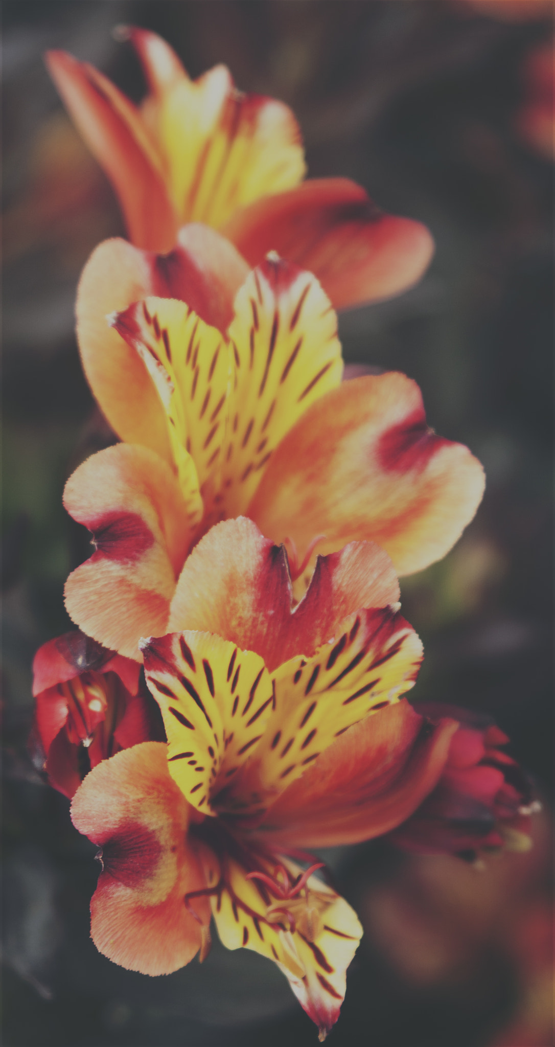 Canon EF 28-105mm f/3.5-4.5 USM sample photo. Beauty nature photography