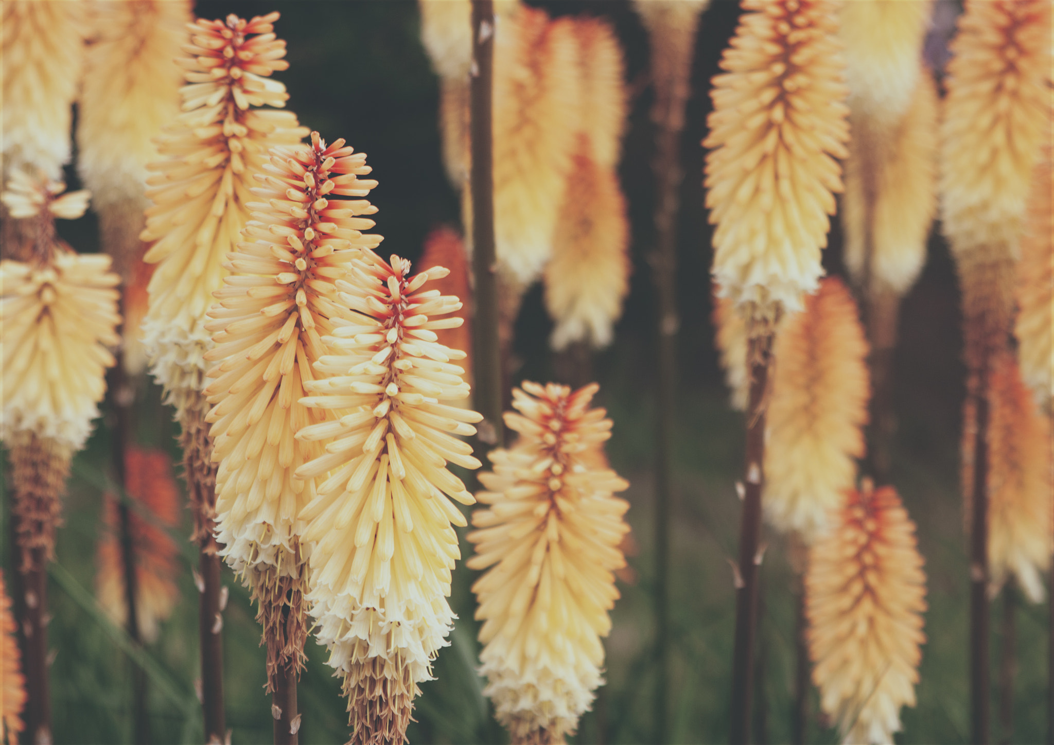 Canon EF 28-105mm f/3.5-4.5 USM sample photo. Beauty nature photography