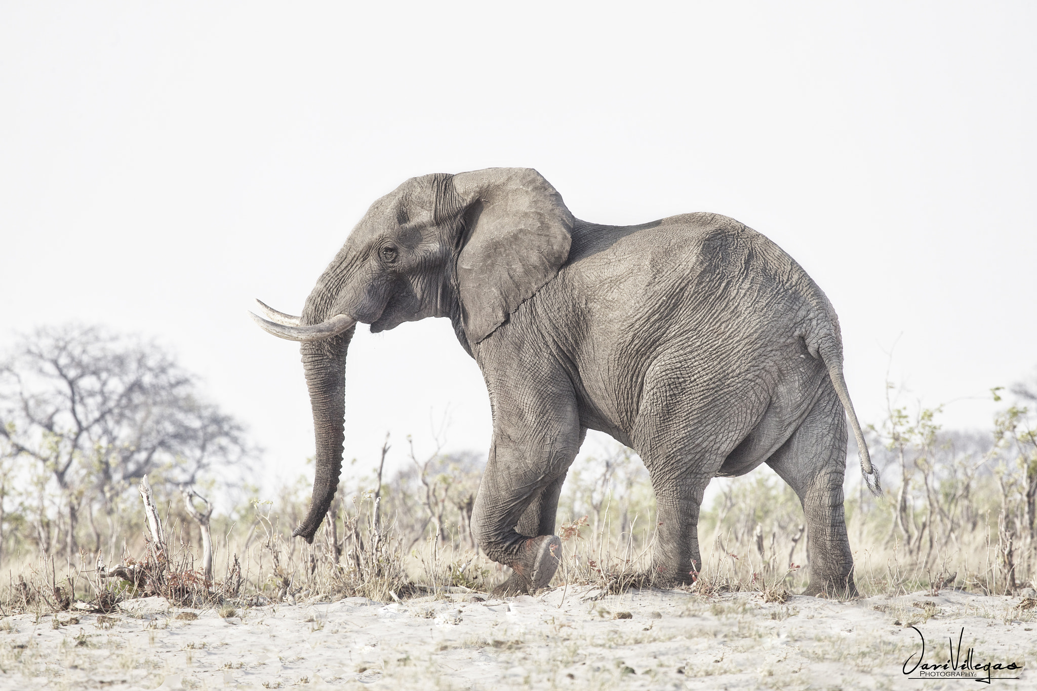 Canon EF 100-400mm F4.5-5.6L IS USM sample photo. World elephant day photography