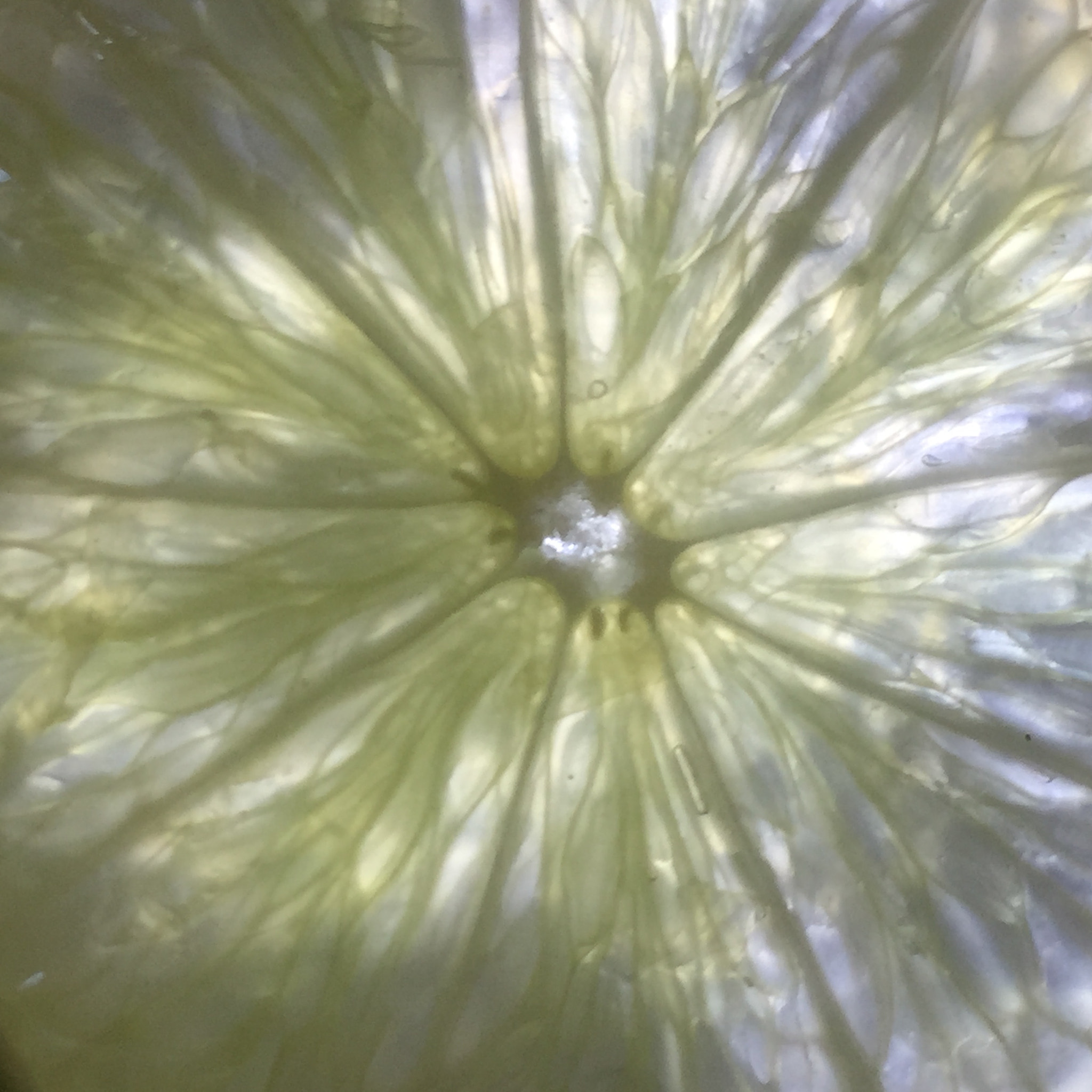 Apple iPhone7,1 sample photo