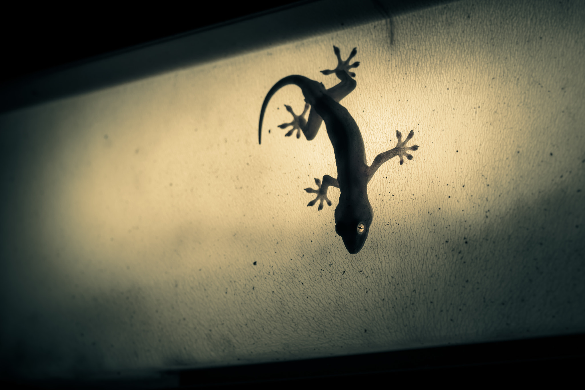 Nikon D500 + Tamron SP 35mm F1.8 Di VC USD sample photo. Gekko japonicus photography