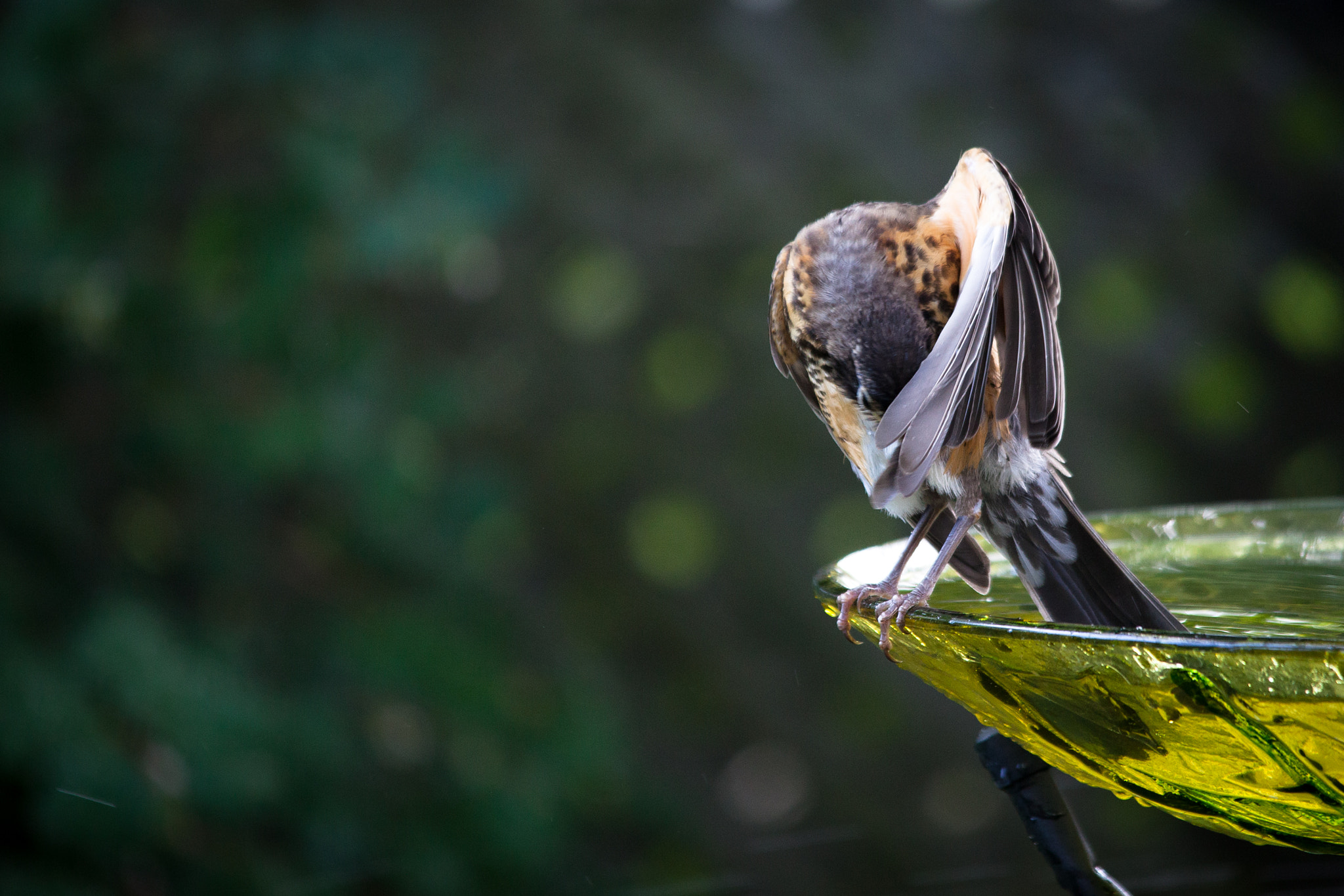 Sigma 150-500mm F5-6.3 DG OS HSM sample photo. Batman or robin? photography