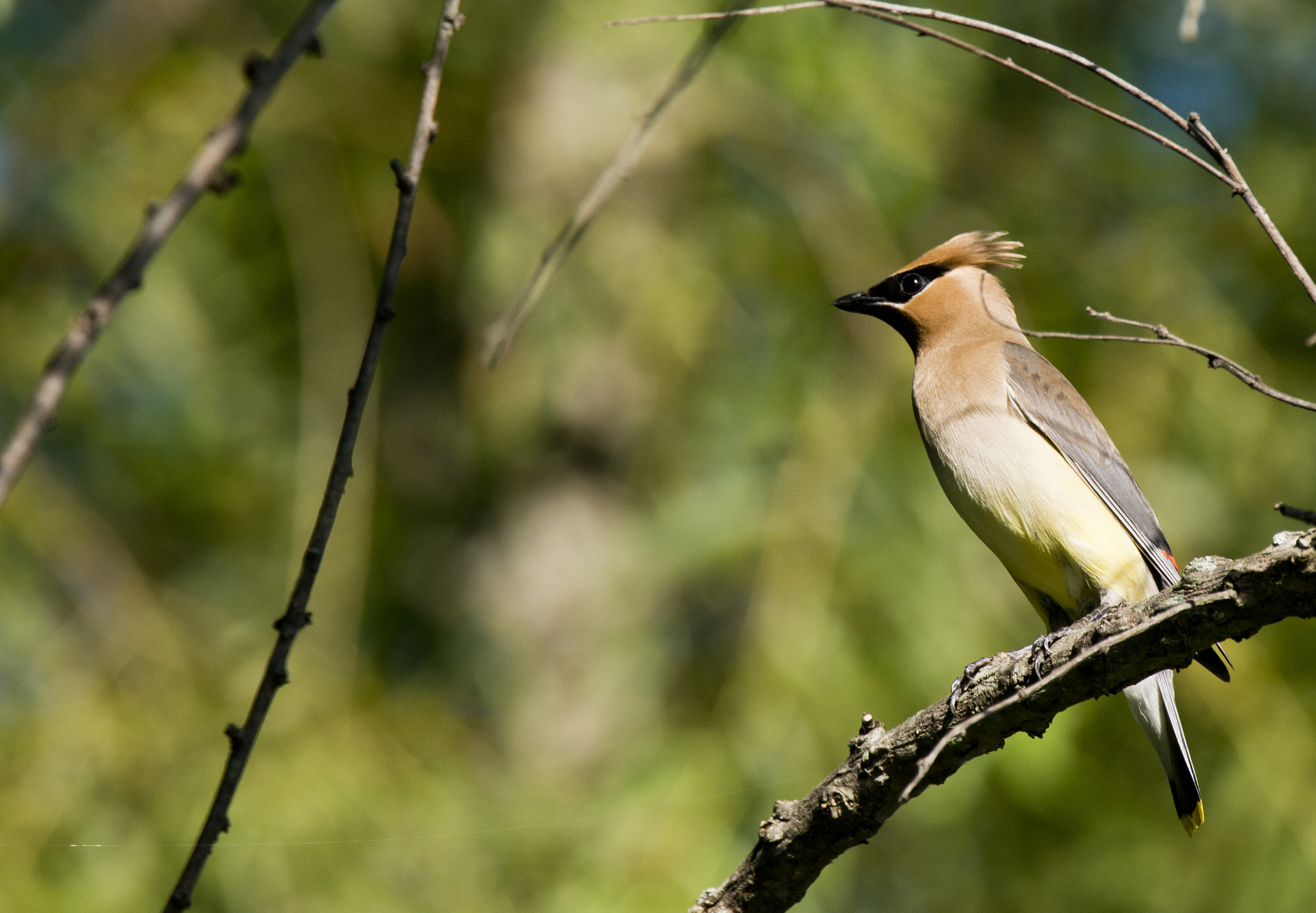 Nikon D800 + Nikon AF-S Nikkor 500mm F4G ED VR sample photo. Cedar waxwing photography