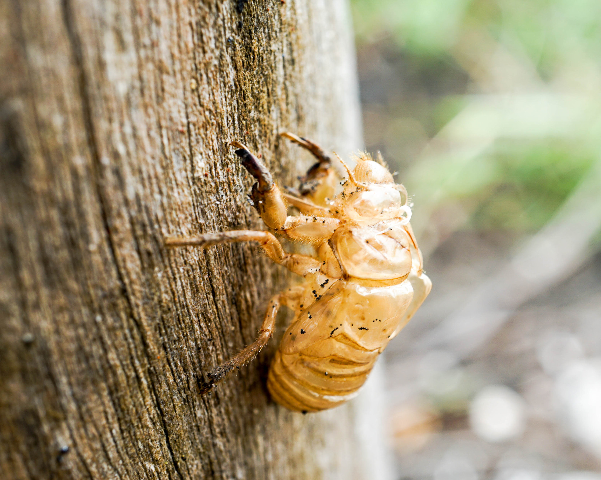 Sony a7 II + Sony E 30mm F3.5 Macro sample photo. 28318069133.jpg photography