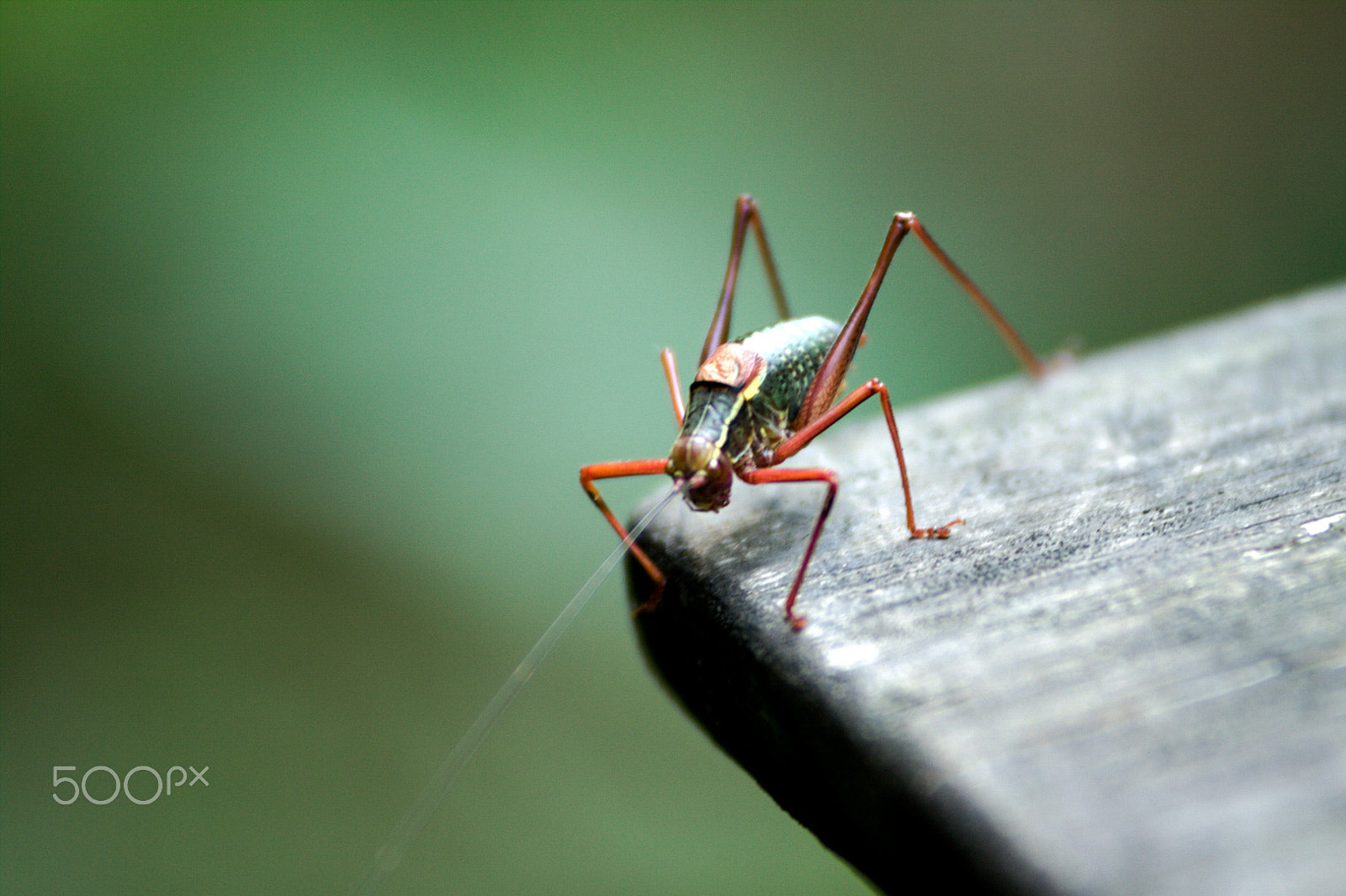 Canon EOS 50D sample photo. Hello photography