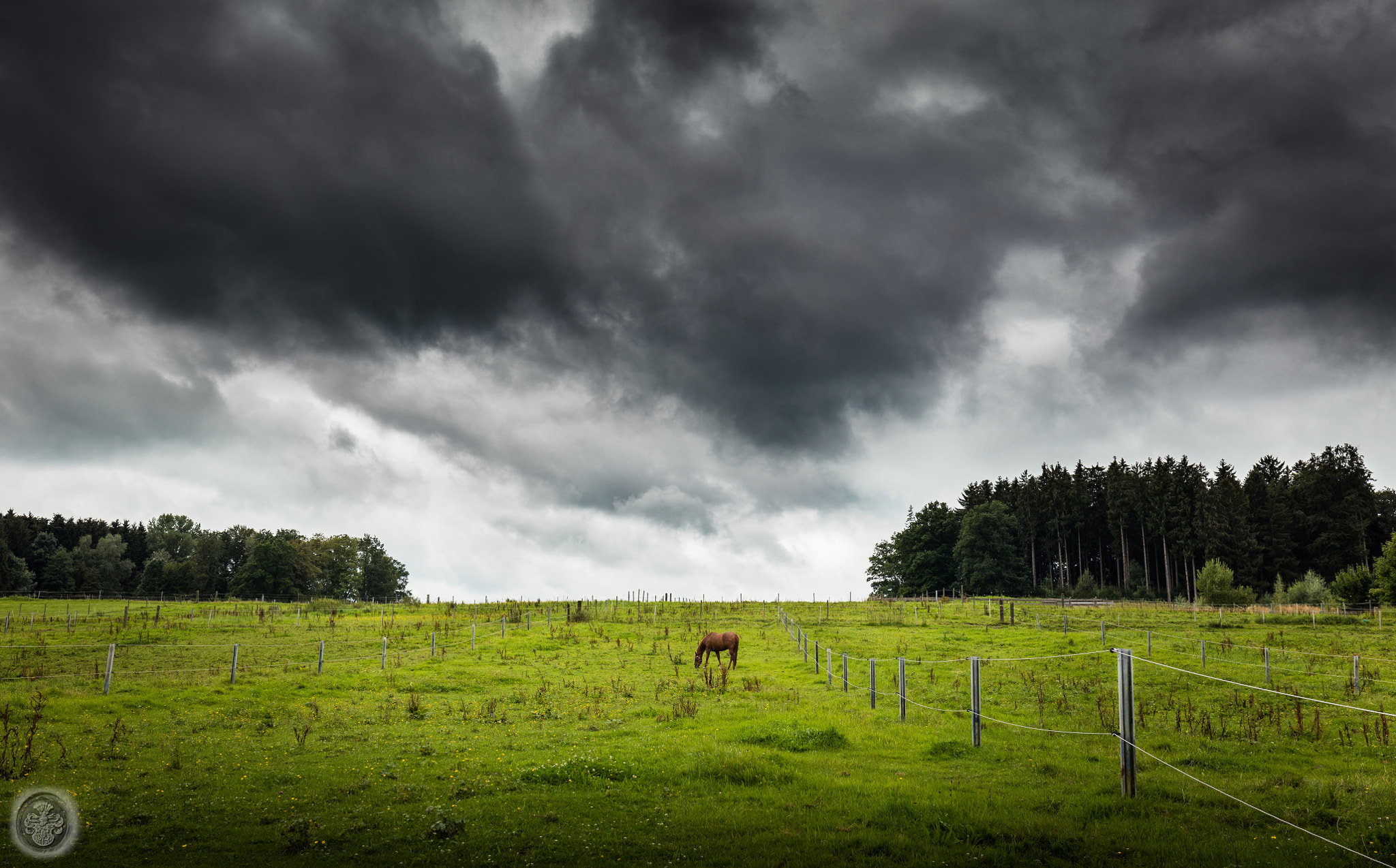 Canon EOS 5DS + Canon EF 16-35mm F4L IS USM sample photo. ...posing horse... photography