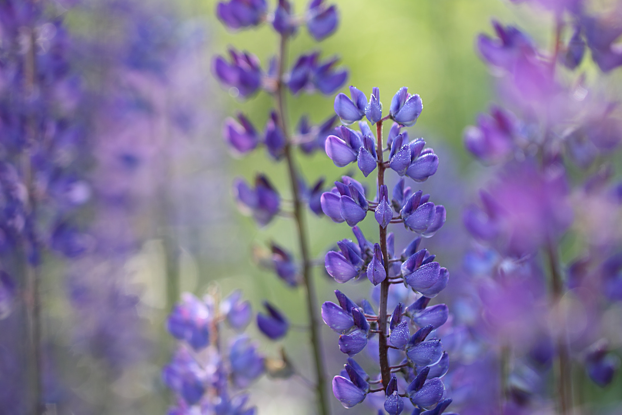 Canon EOS 50D + Canon EF 100mm F2.8L Macro IS USM sample photo. Summer shades of blue photography