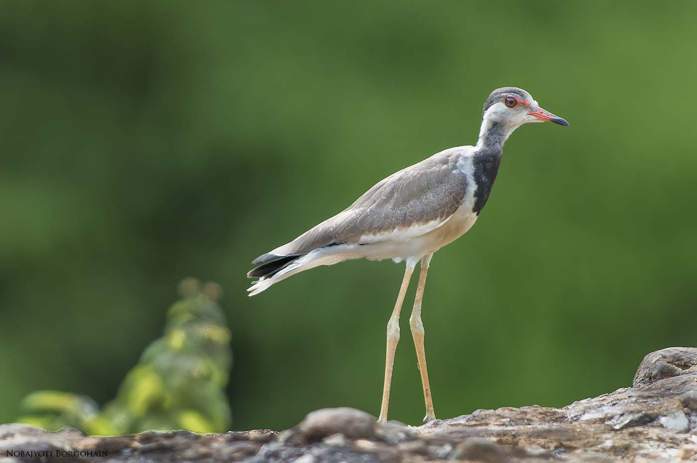 Nikon D800 + Nikon AF-S Nikkor 300mm F2.8G ED VR II sample photo. Red wattled lapwing ( juvenile ) photography