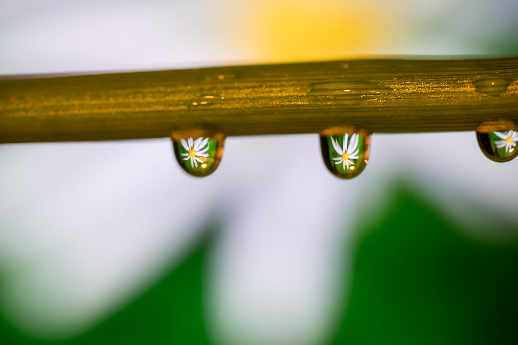Tamron SP 90mm F2.8 Di VC USD 1:1 Macro sample photo. Purity photography