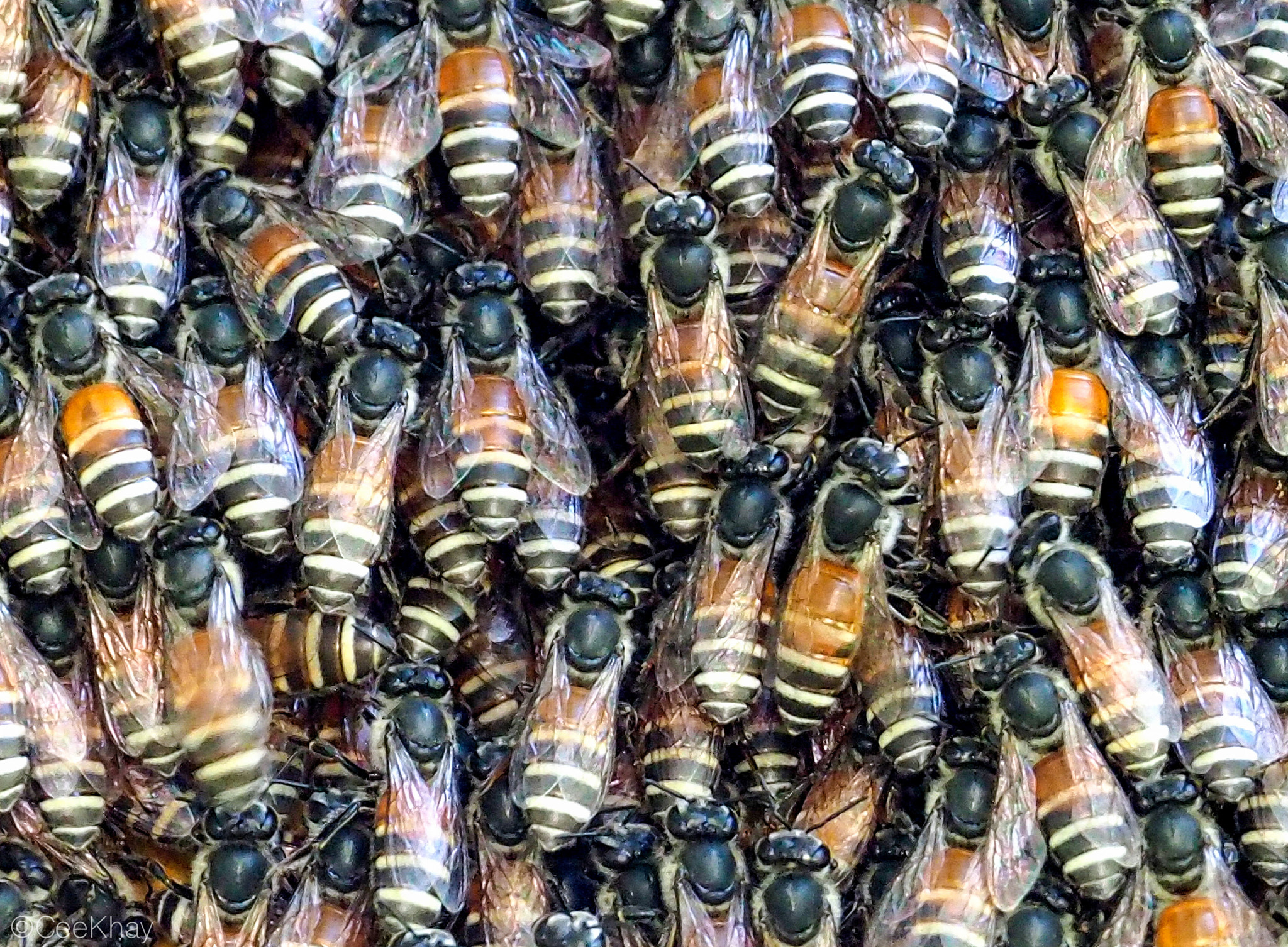 OLYMPUS M.12-50mm F3.5-6.3 sample photo. Bee-hive in my mango-tree photography