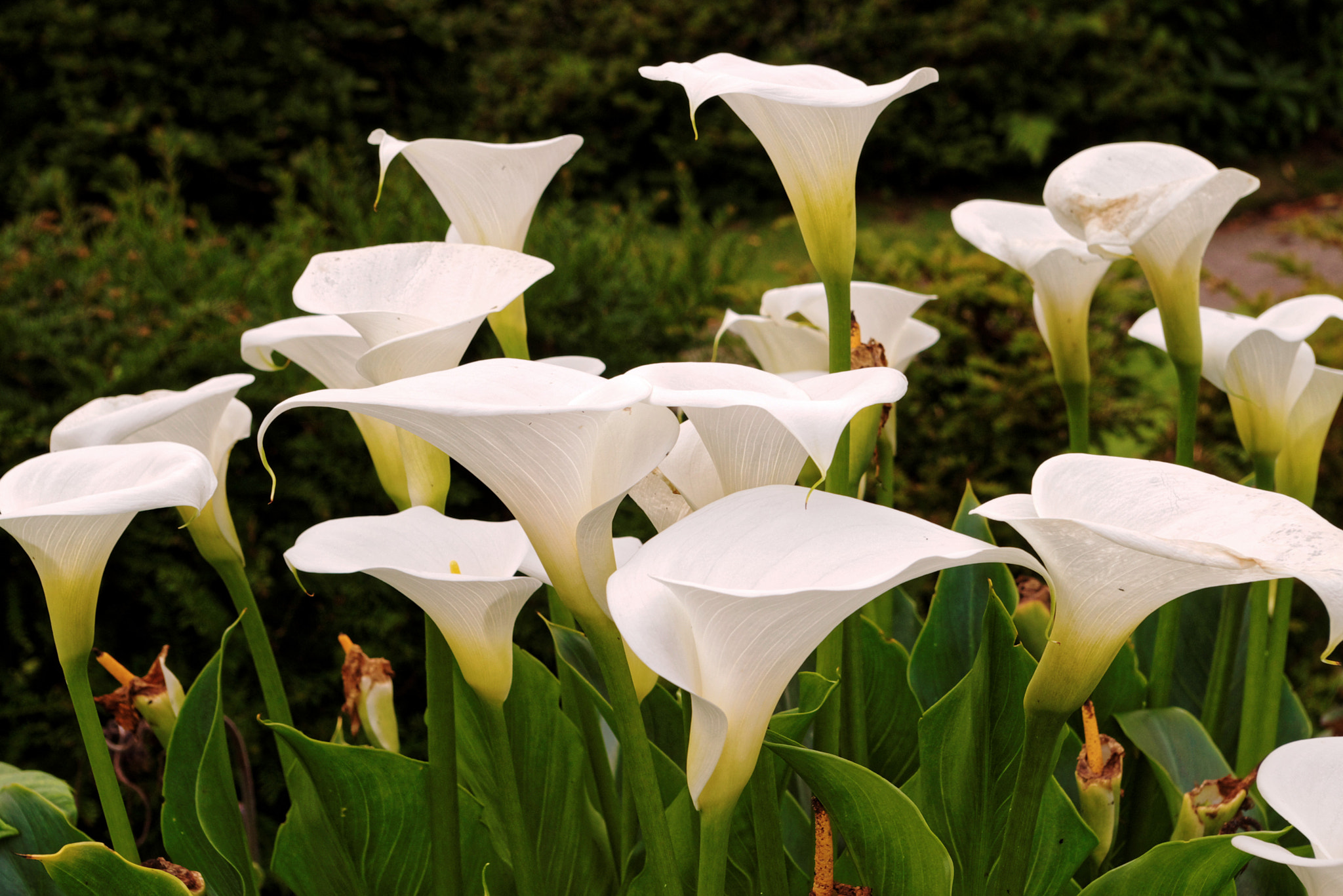Pentax *ist DS sample photo. Calla lilly photography