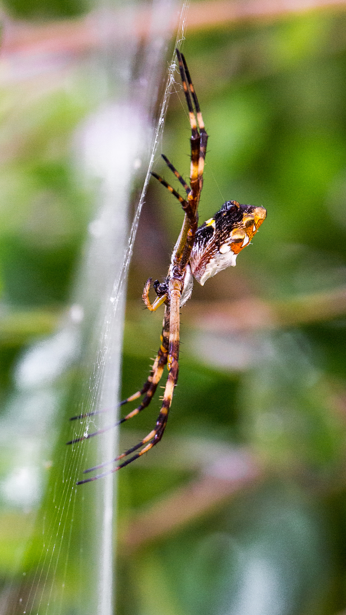 Canon EF 100mm F2.8L Macro IS USM sample photo. Silver argiope photography