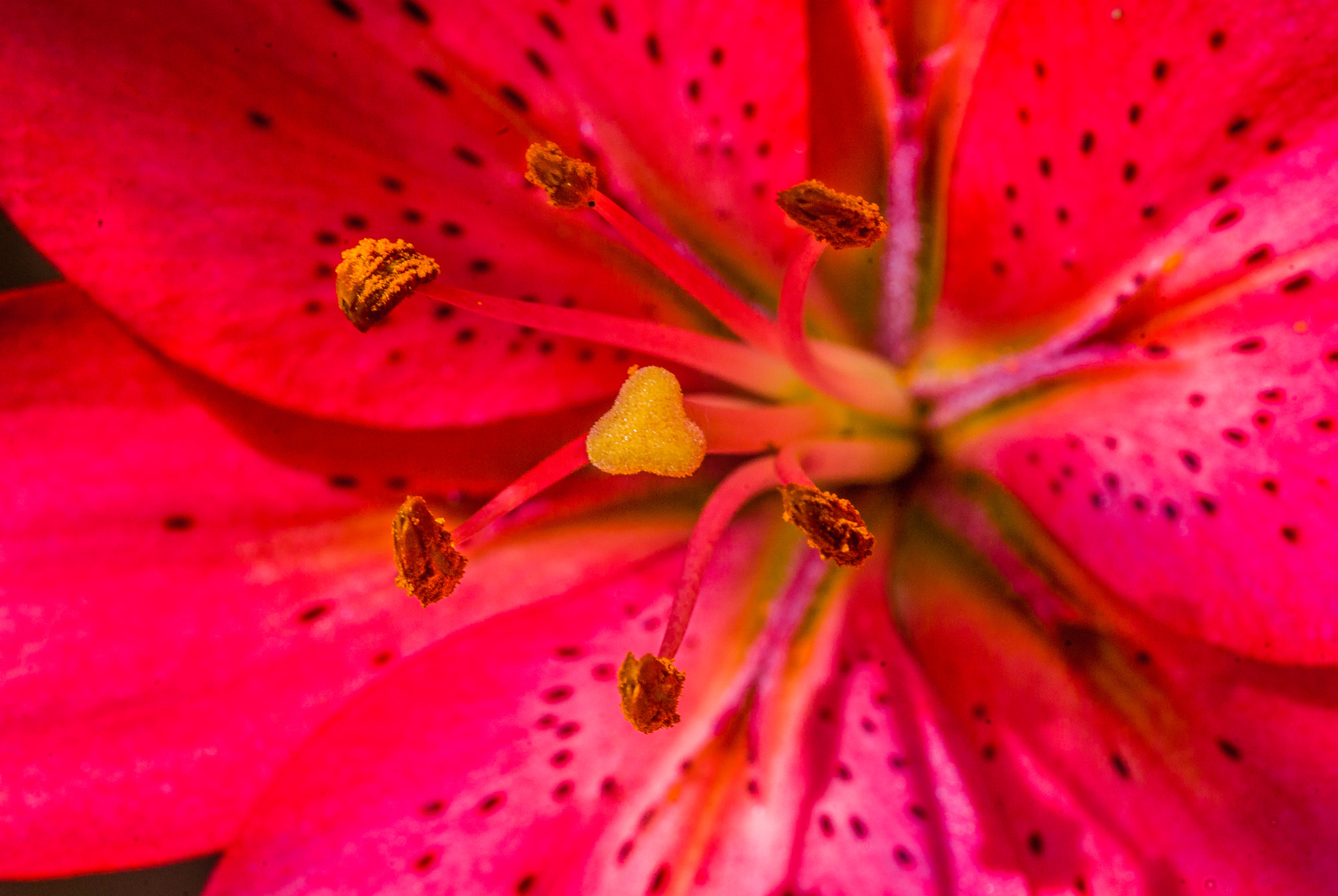 Pentax K10D sample photo. Lilium - lily - zambak (hybrit) - 4 photography