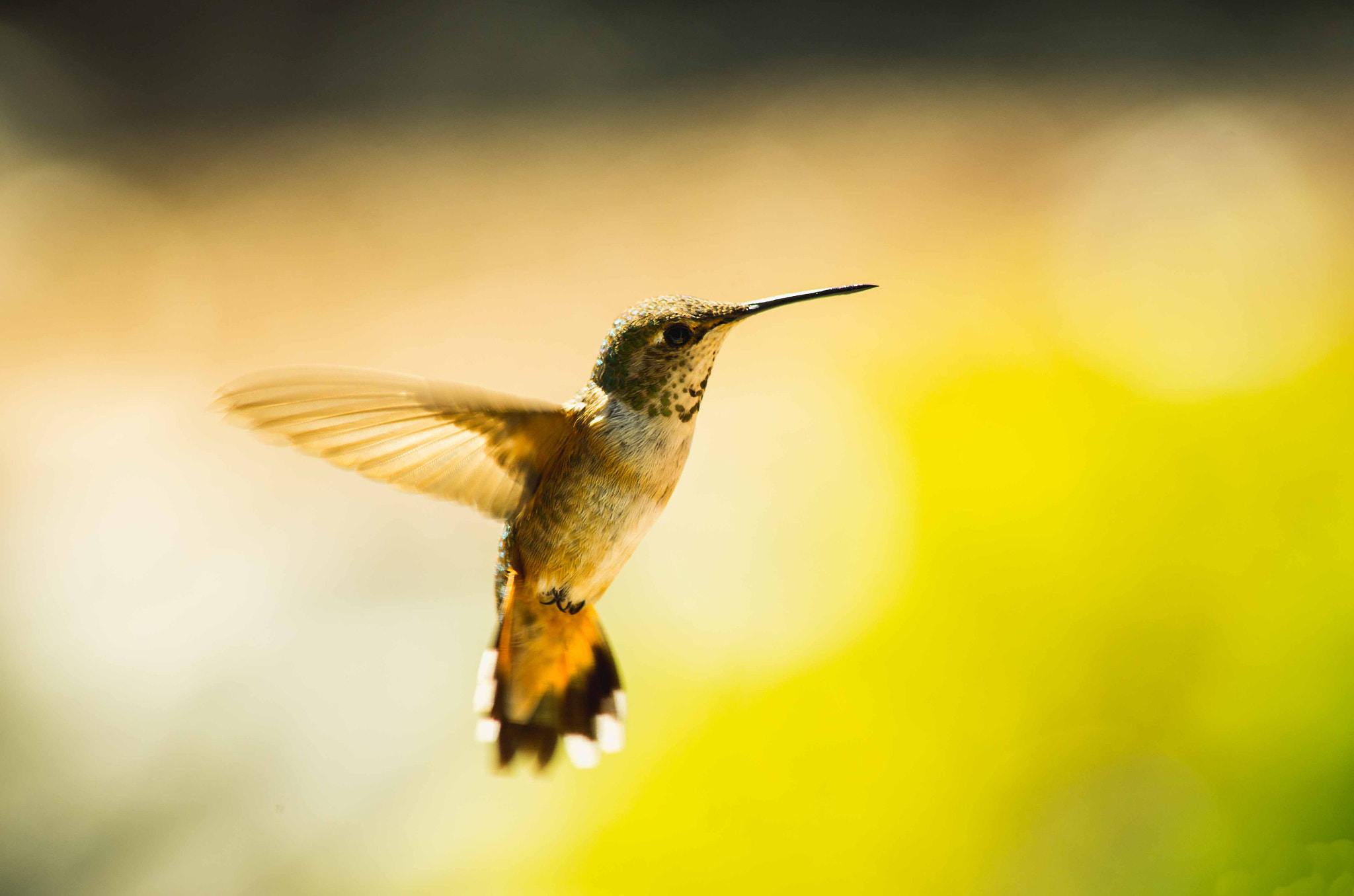 Pentax smc DA 55-300mm F4.0-5.8 ED sample photo. Hummingbird photography