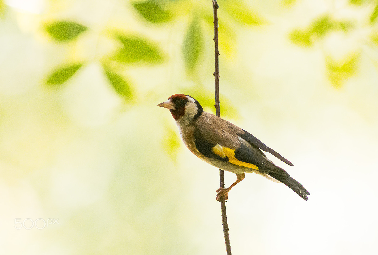 AF Nikkor 300mm f/4 IF-ED sample photo. Goldfinch photography