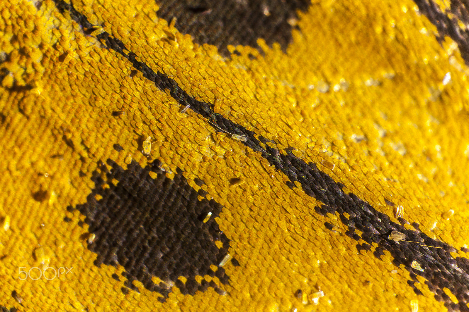 Sigma APO Macro 150mm f/2.8 EX DG HSM sample photo. Butterfly wings photography