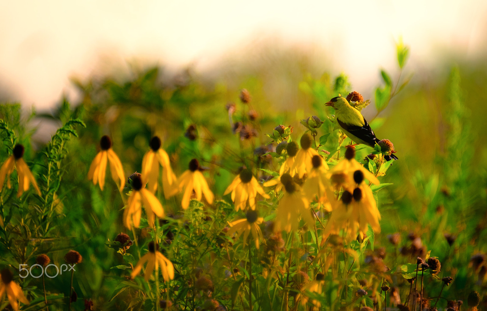 Fujifilm XF 100-400mm F4.5-5.6 R LM OIS WR sample photo. Golden hour gold finch photography