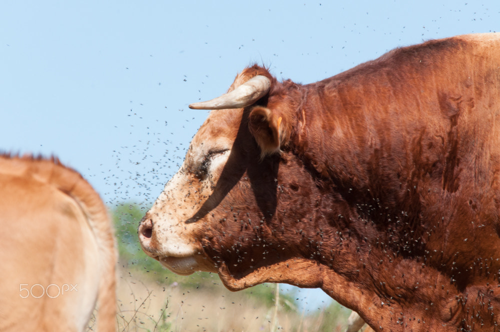 Sigma 150-500mm F5-6.3 DG OS HSM sample photo. Limousine bull photography