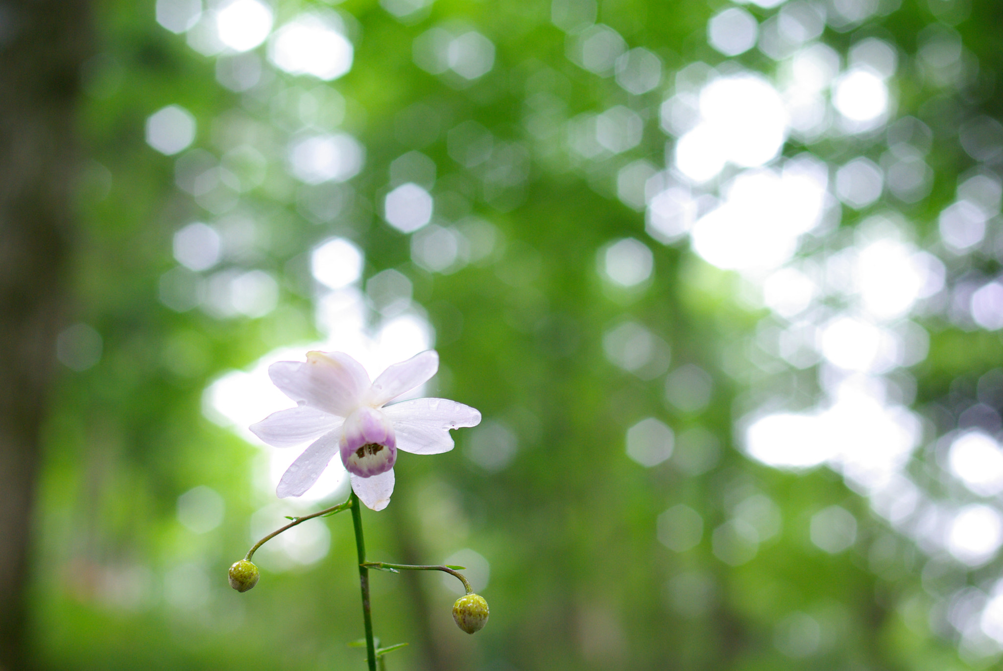 Pentax K10D sample photo. A fairy in the forest photography