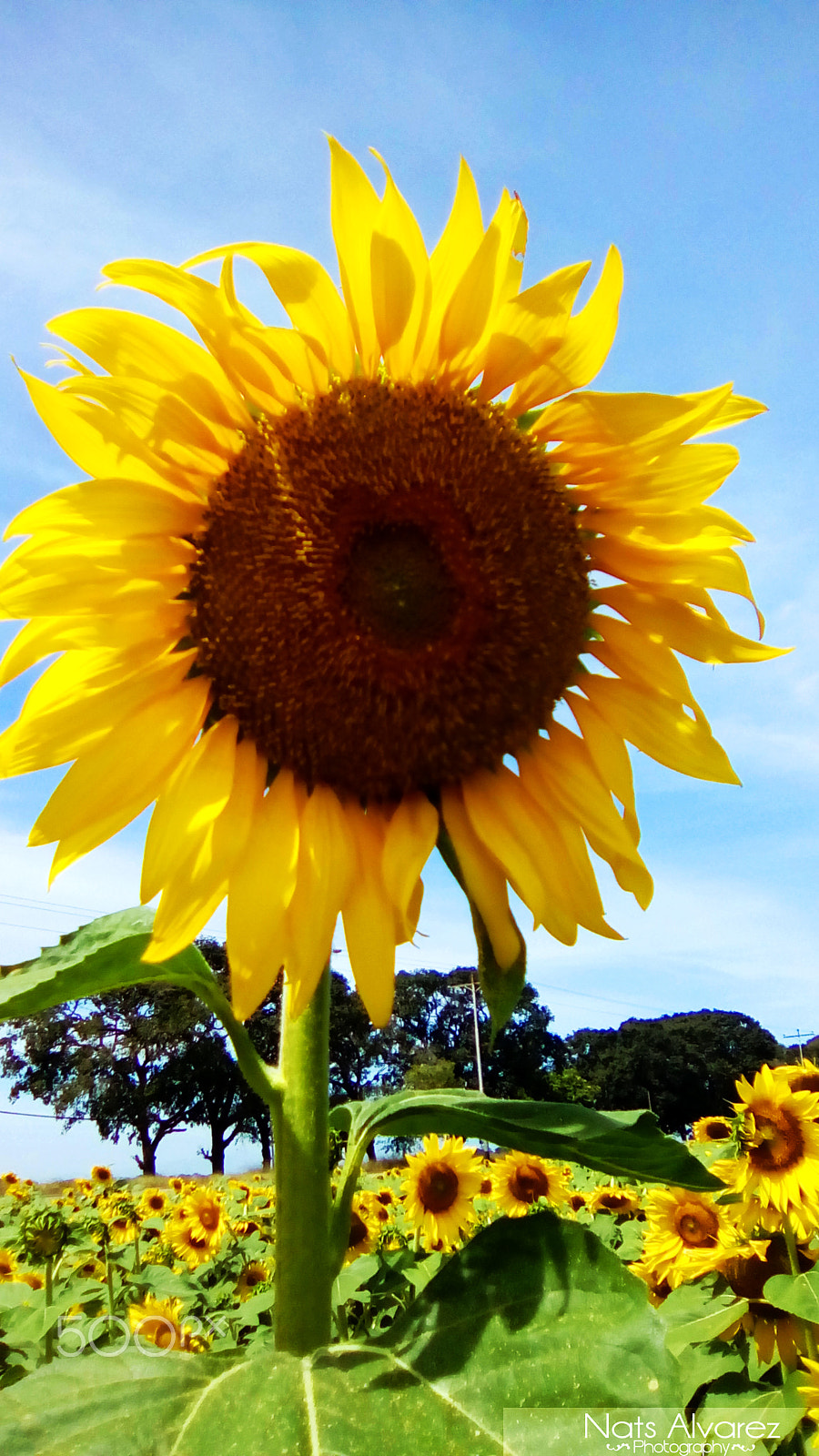 TCL 5017A sample photo. Campo de girasoles - field of sunflowers photography