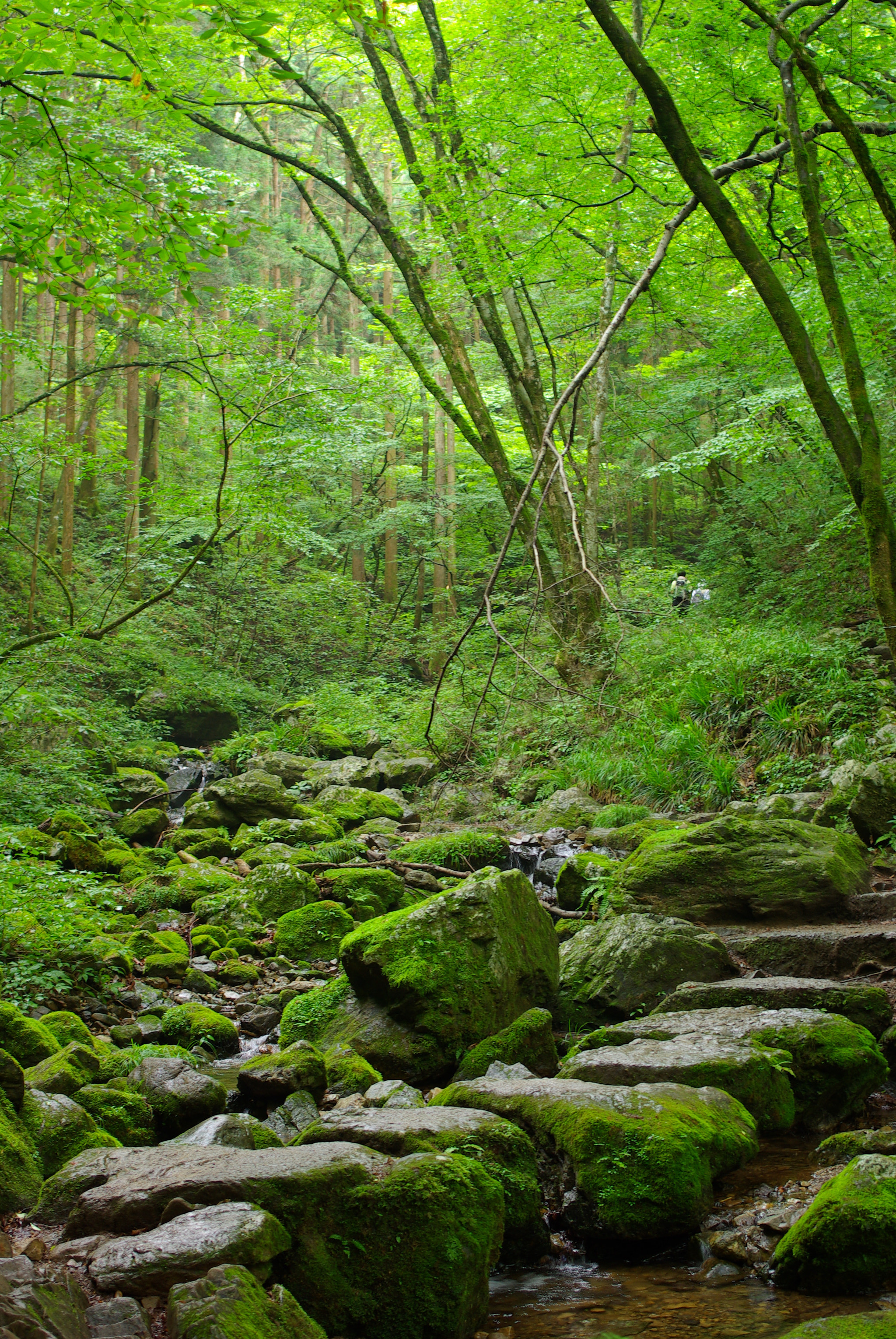 Pentax K10D + Pentax smc DA 35mm F2.4 AL sample photo. Rockgarden photography