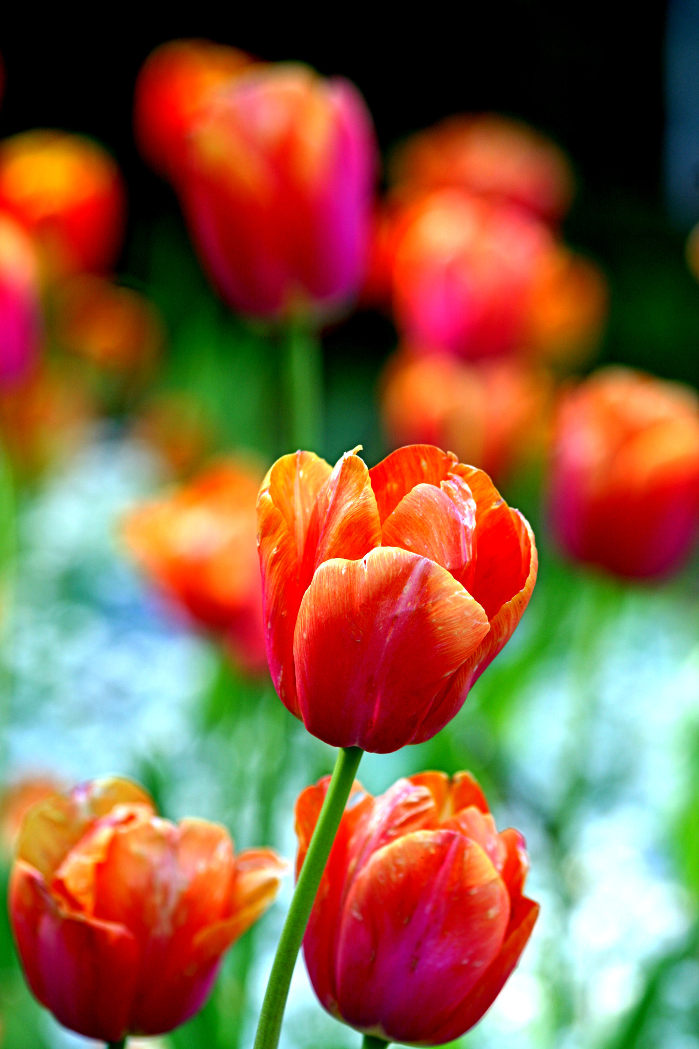 Canon EF 70-300mm F4-5.6 IS USM sample photo. Orange tulpen photography
