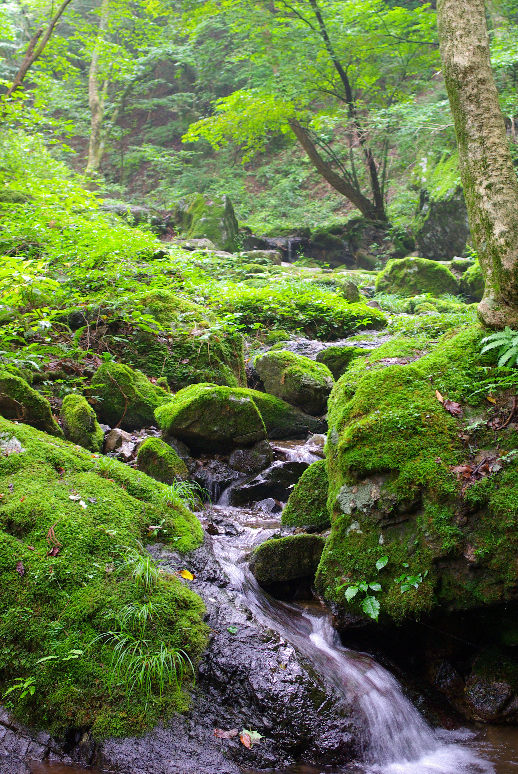 Pentax K10D + Pentax smc DA 35mm F2.4 AL sample photo. Rockgarden photography