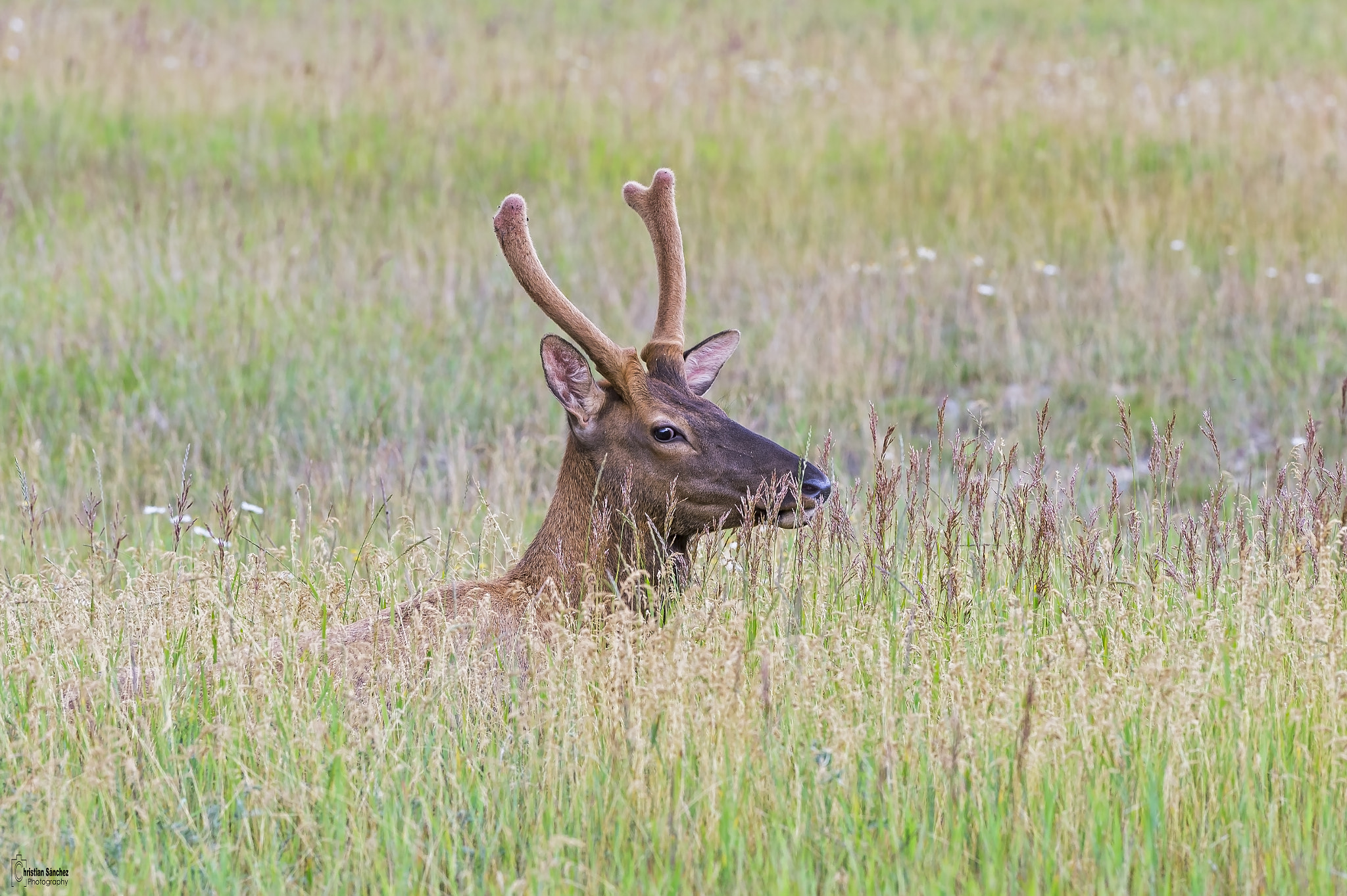 Nikon AF-S Nikkor 300mm F2.8G ED VR II sample photo. White-tailed deer photography