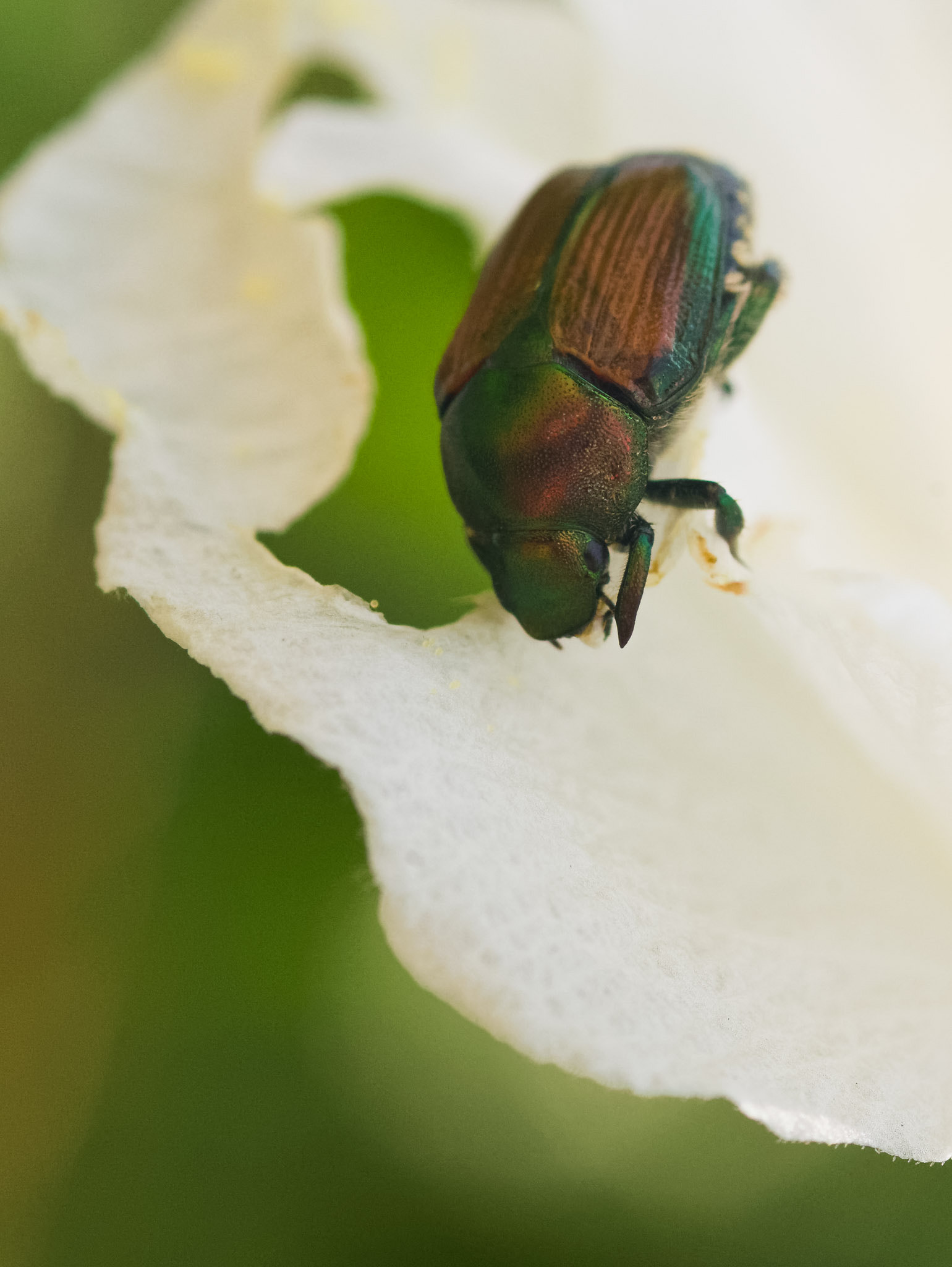 smc PENTAX-FA Macro 100mm F2.8 sample photo. Scarab beetle near mt. fuji photography