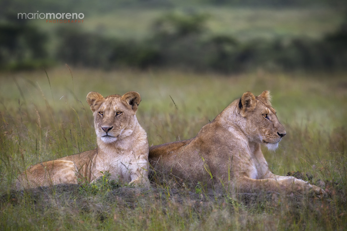 Canon EF 200-400mm F4L IS USM Extender 1.4x sample photo. Cheli queens photography