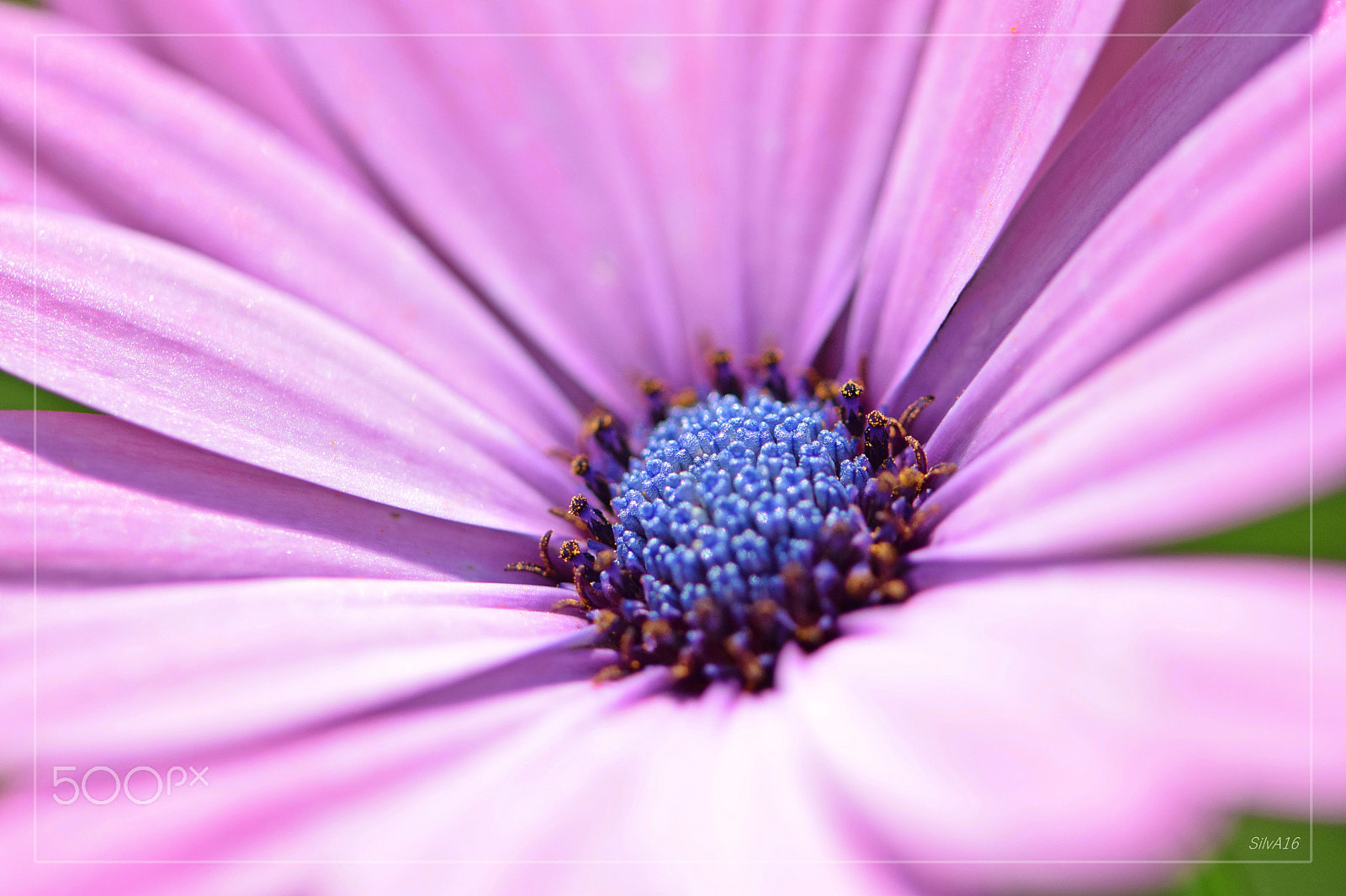 Nikon AF-S Micro-Nikkor 105mm F2.8G IF-ED VR sample photo. Lila-blau photography