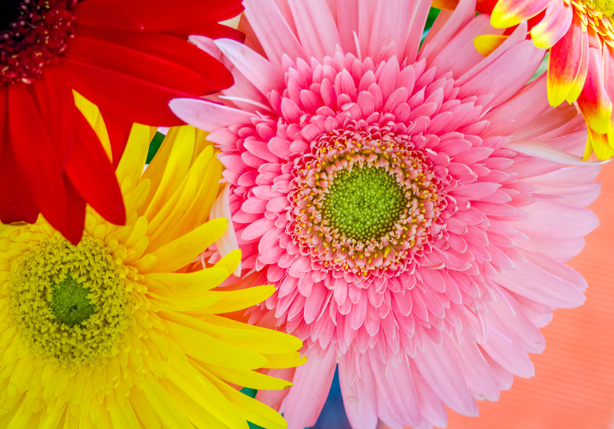 AF Zoom-Nikkor 28-70mm f/3.5-4.5D sample photo. Flower power photography