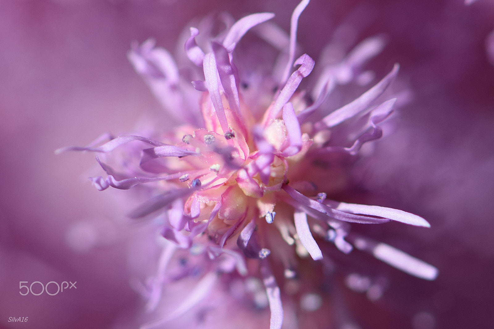 Nikon AF-S Micro-Nikkor 105mm F2.8G IF-ED VR sample photo. Lila photography