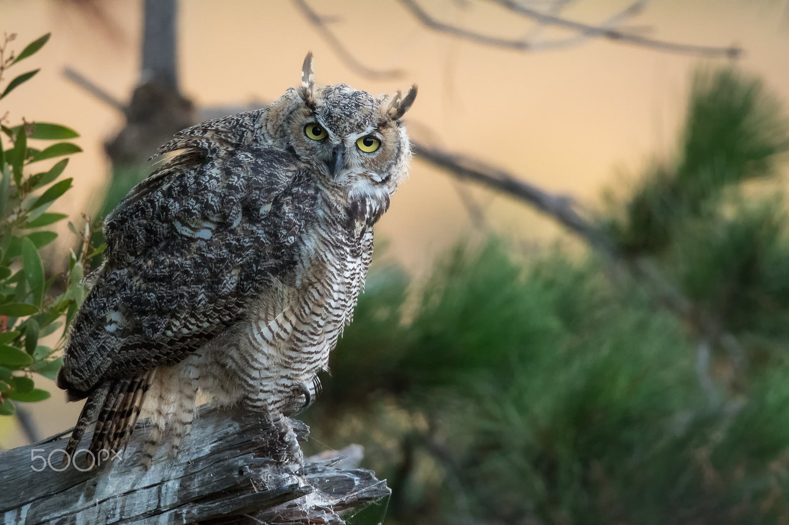 Canon EF 600mm F4L IS II USM sample photo. The stare photography