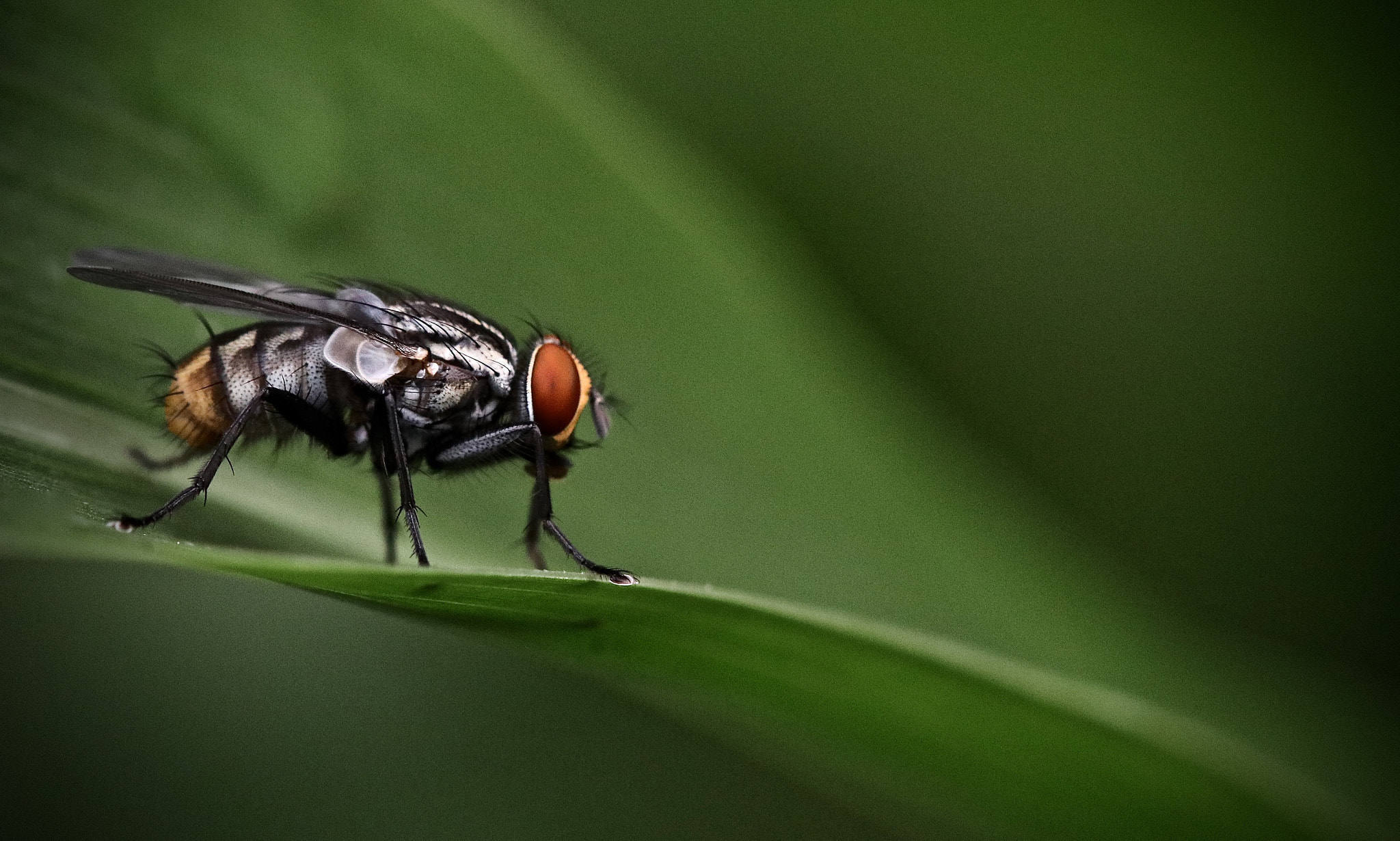 Canon EOS 80D + Canon EF 100mm F2.8L Macro IS USM sample photo. It's fly to be a fly photography