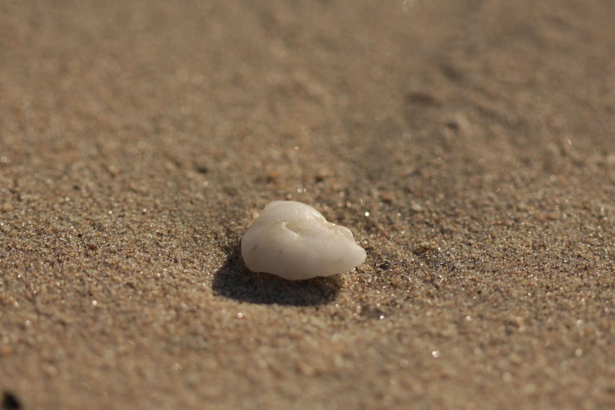 Canon EF 100mm F2.8 Macro USM sample photo. Small stone photography