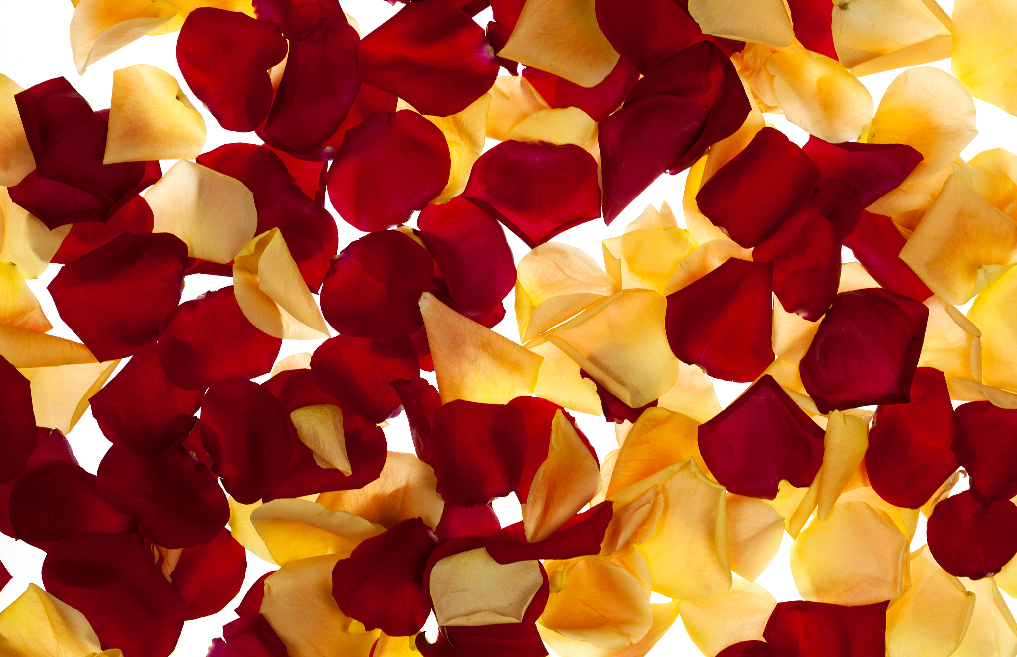 Red and Yellow Rose Petals