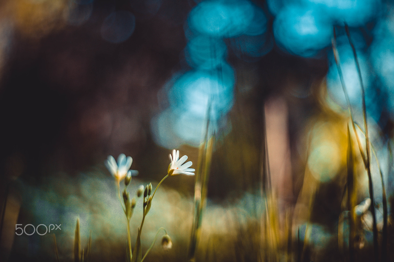 Canon EOS-1Ds Mark II sample photo. ***** photography