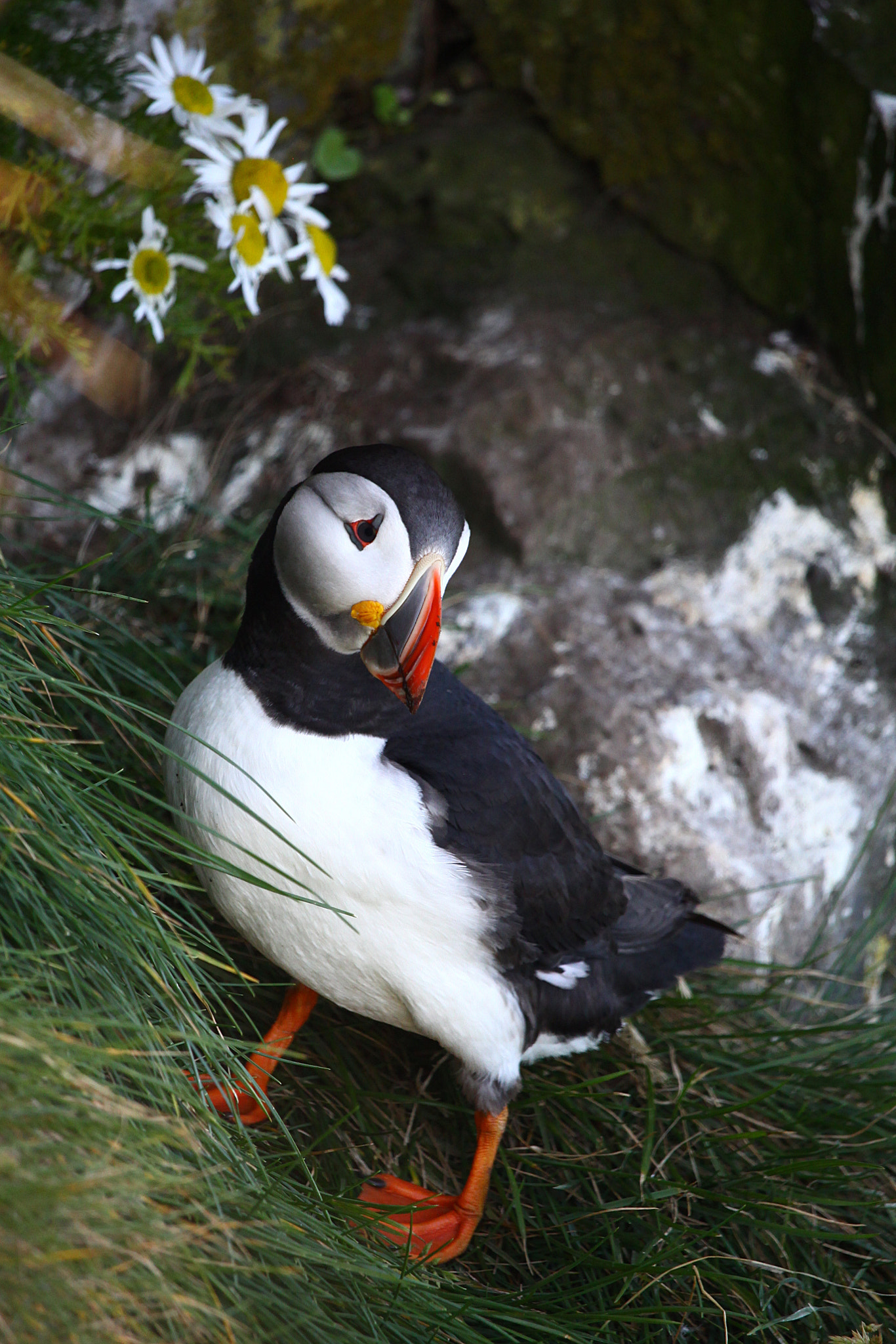 Canon EF-S 55-250mm F4-5.6 IS STM sample photo. Little puffin photography