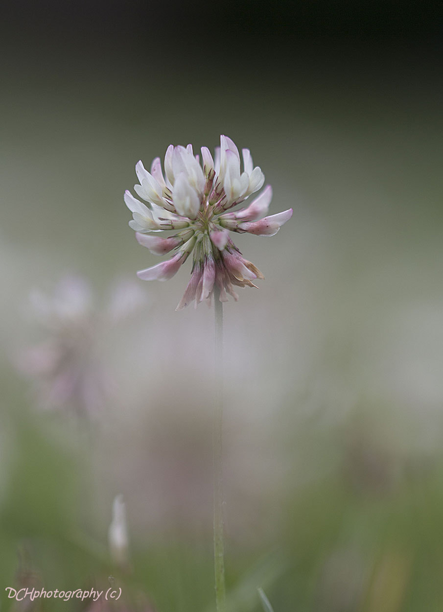 Canon EOS 650D (EOS Rebel T4i / EOS Kiss X6i) + Canon EF 100mm F2.8L Macro IS USM sample photo. White clover photography
